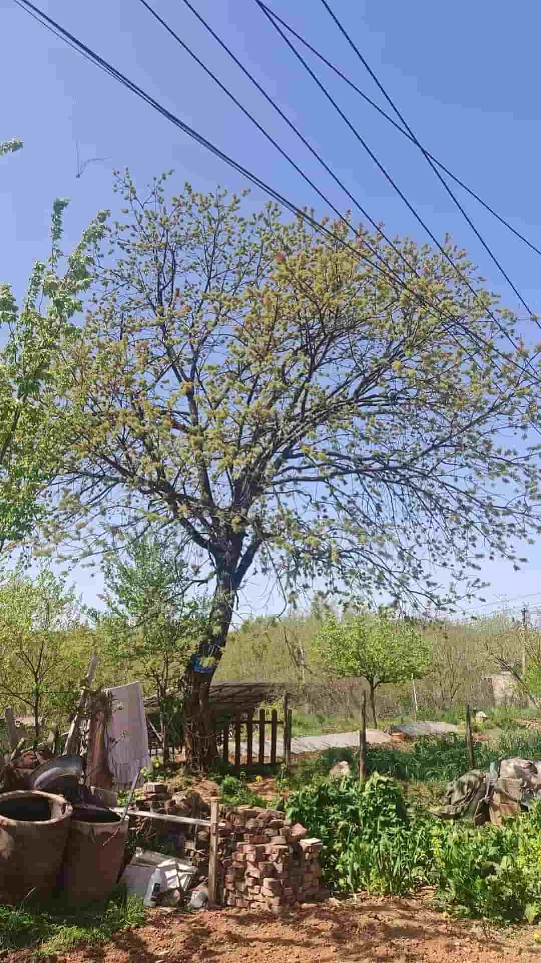 41032900079