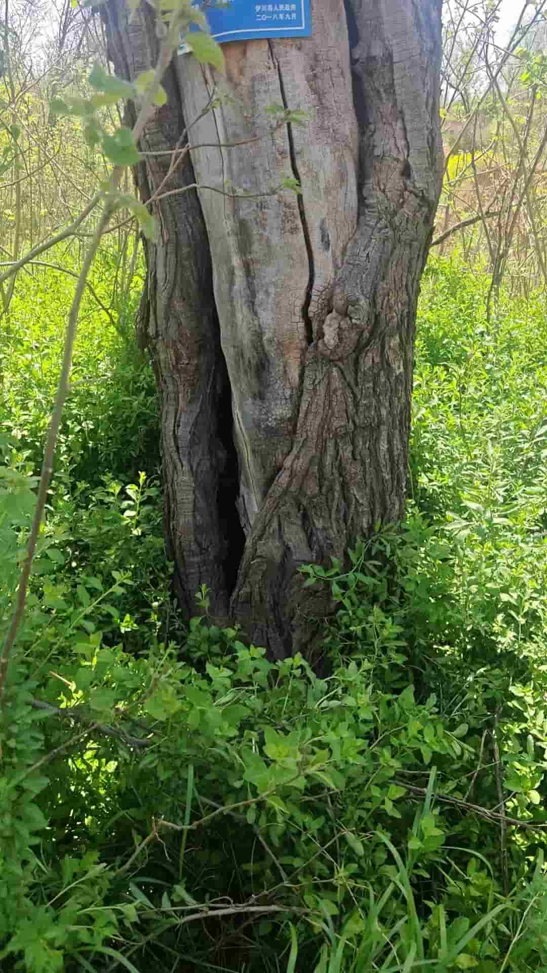 41032900083
