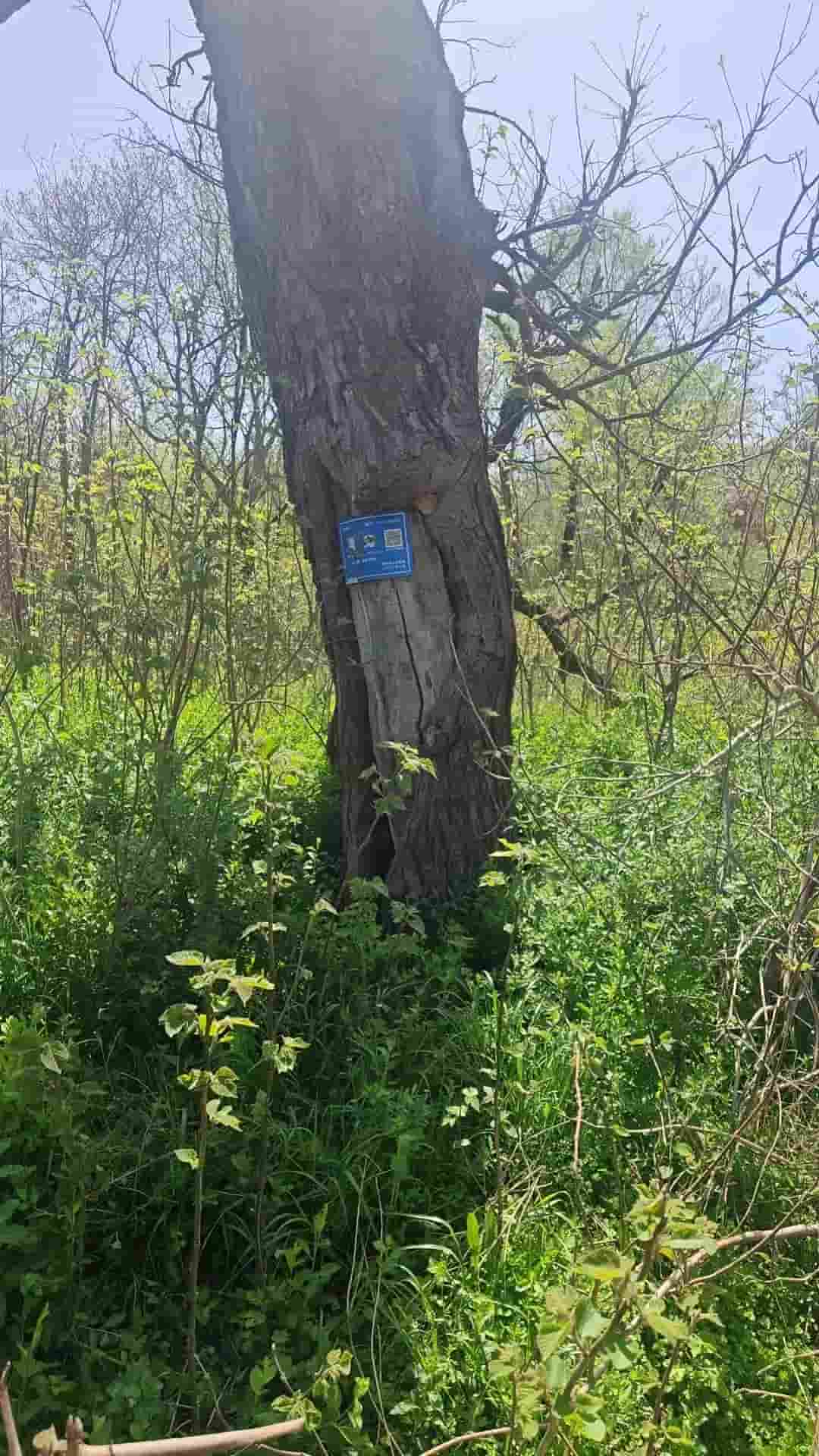 41032900083-5