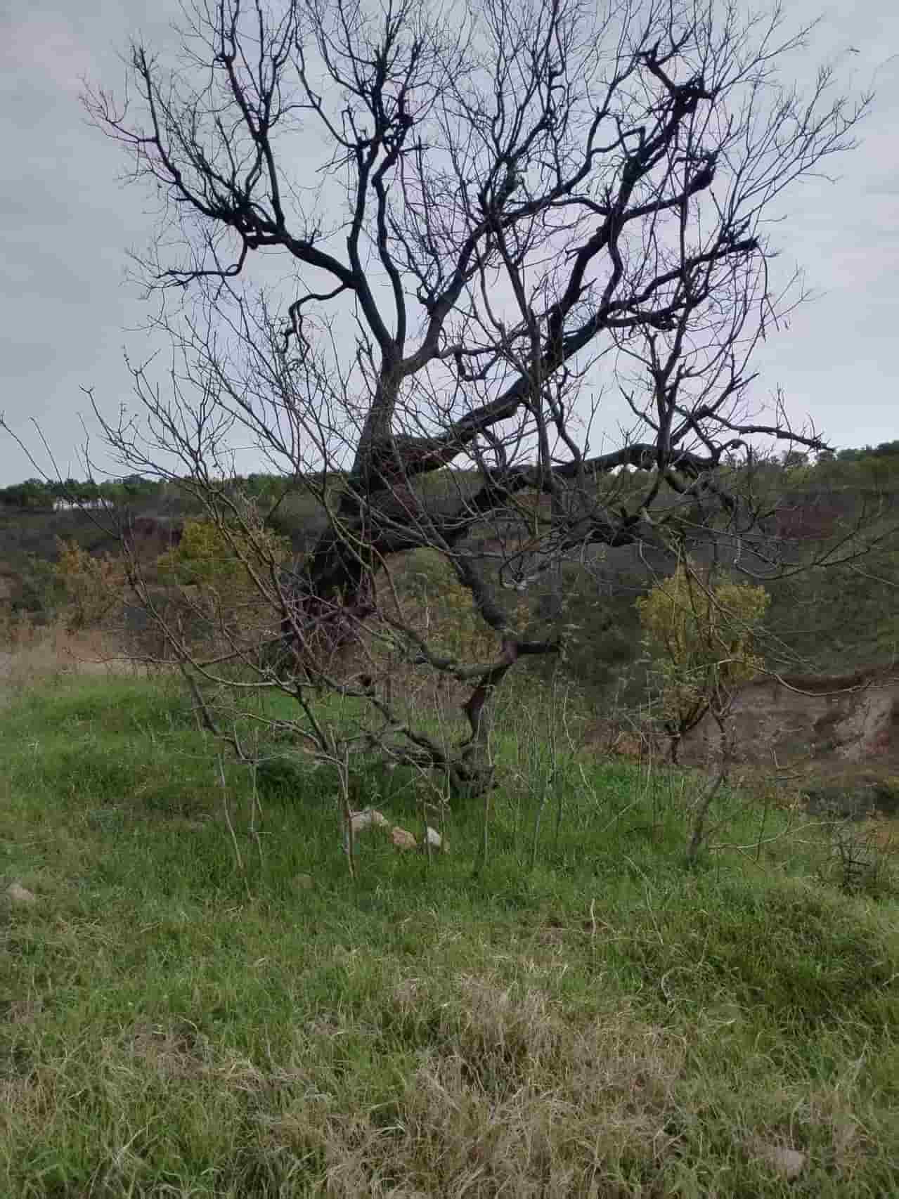 41032900085