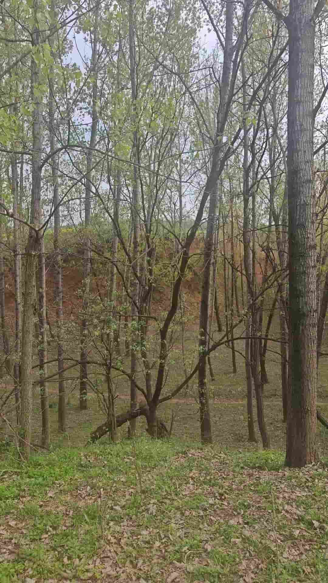 41032900114