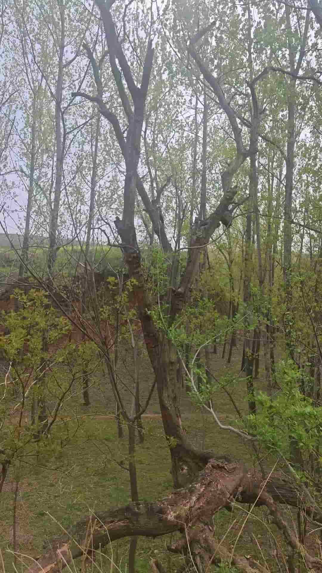 41032900115-2