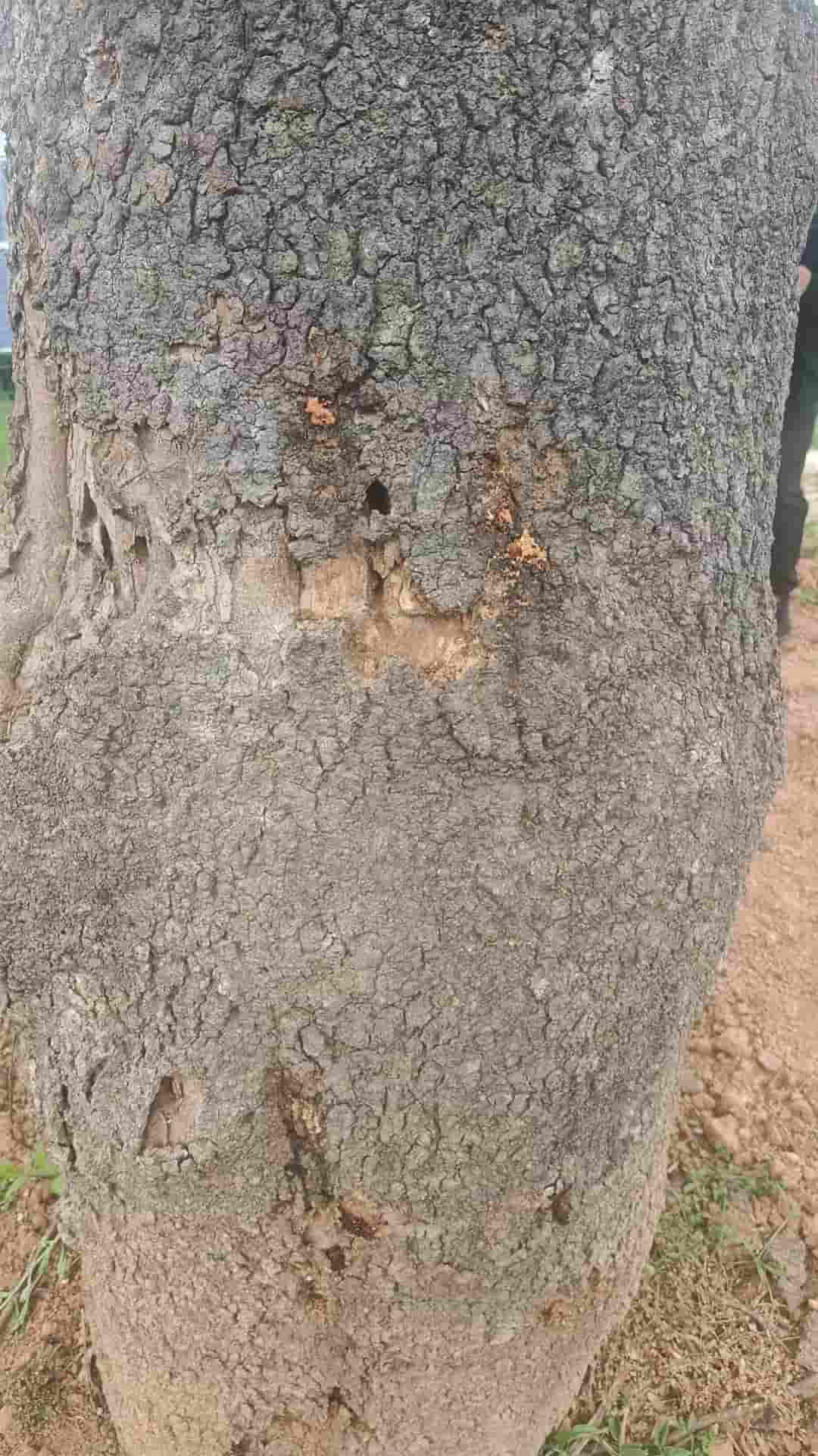 41032900118-2