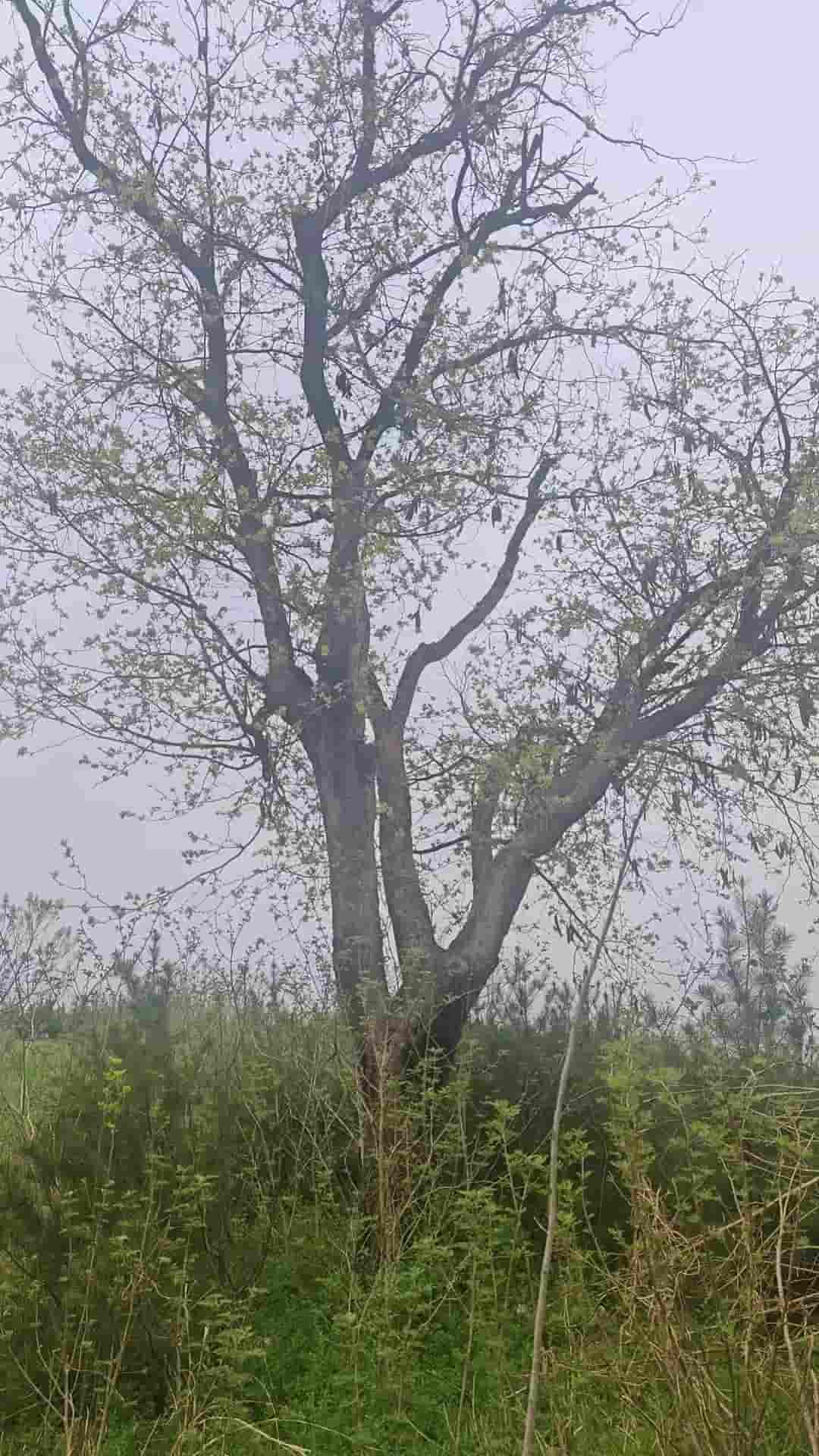 41032900121-2
