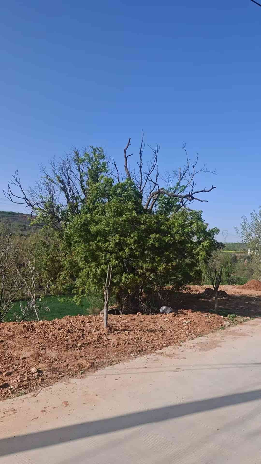 41032900139
