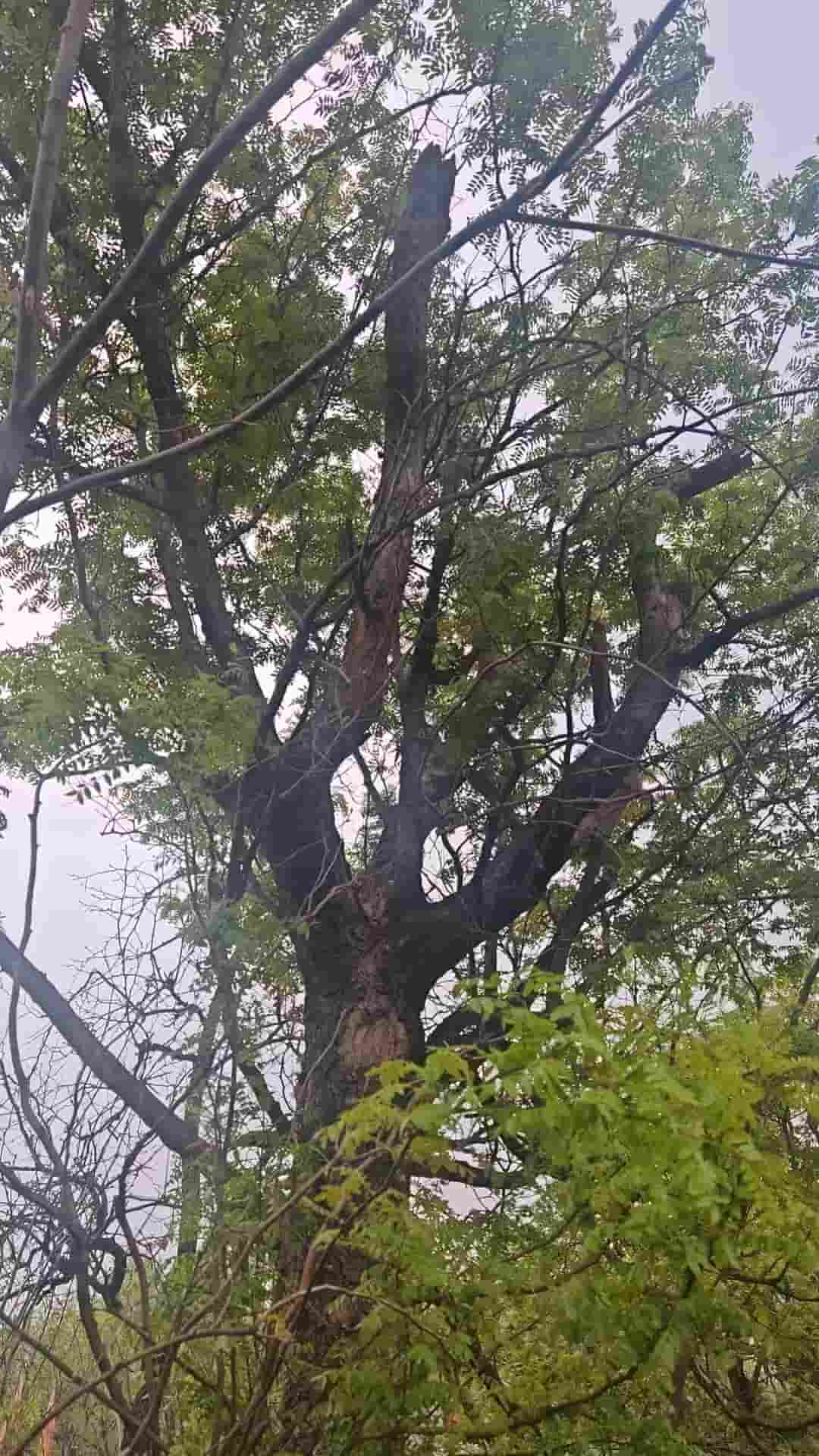 41032900153