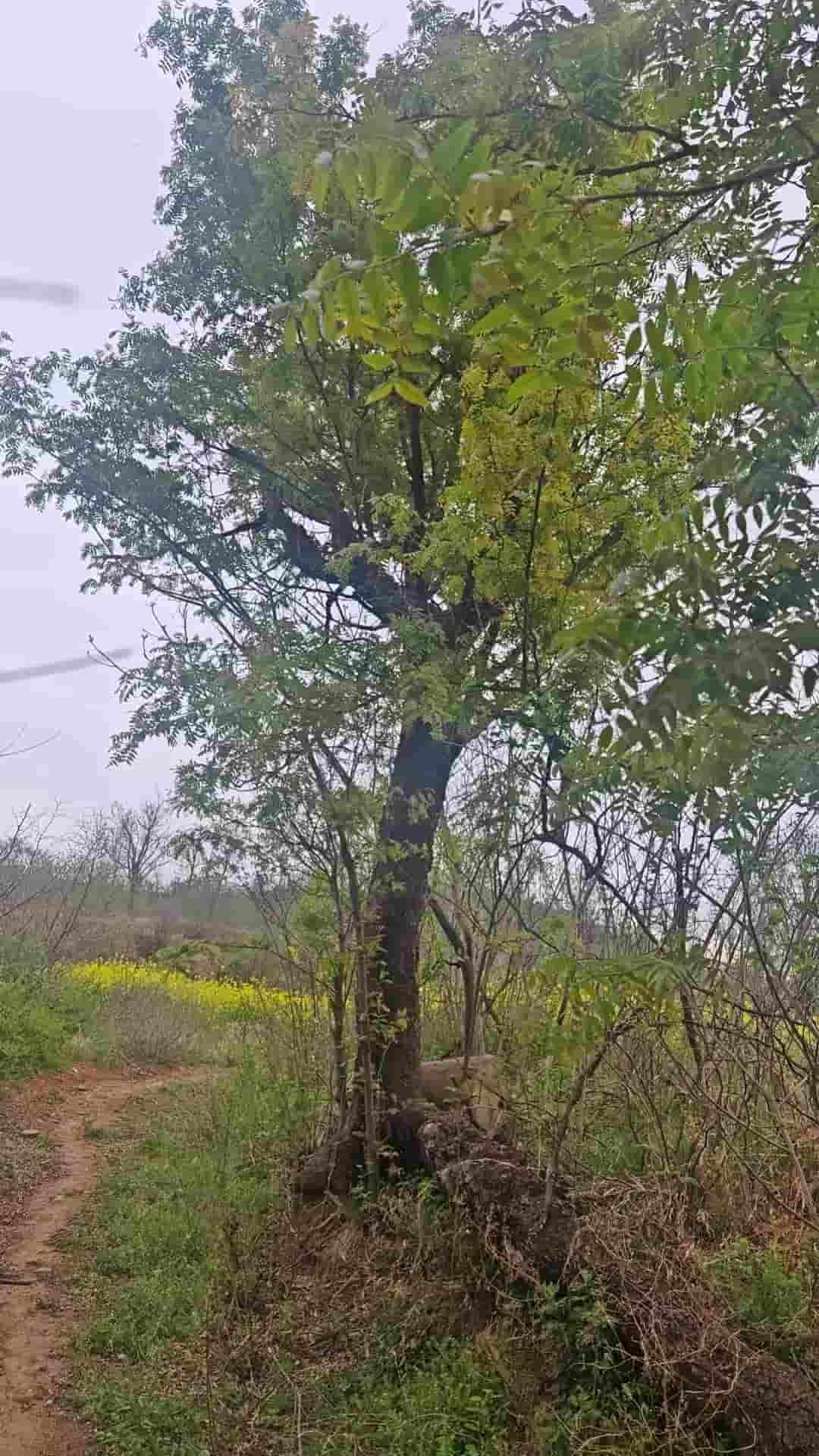 41032900153-2