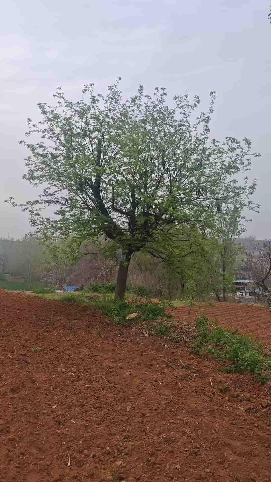41032900155