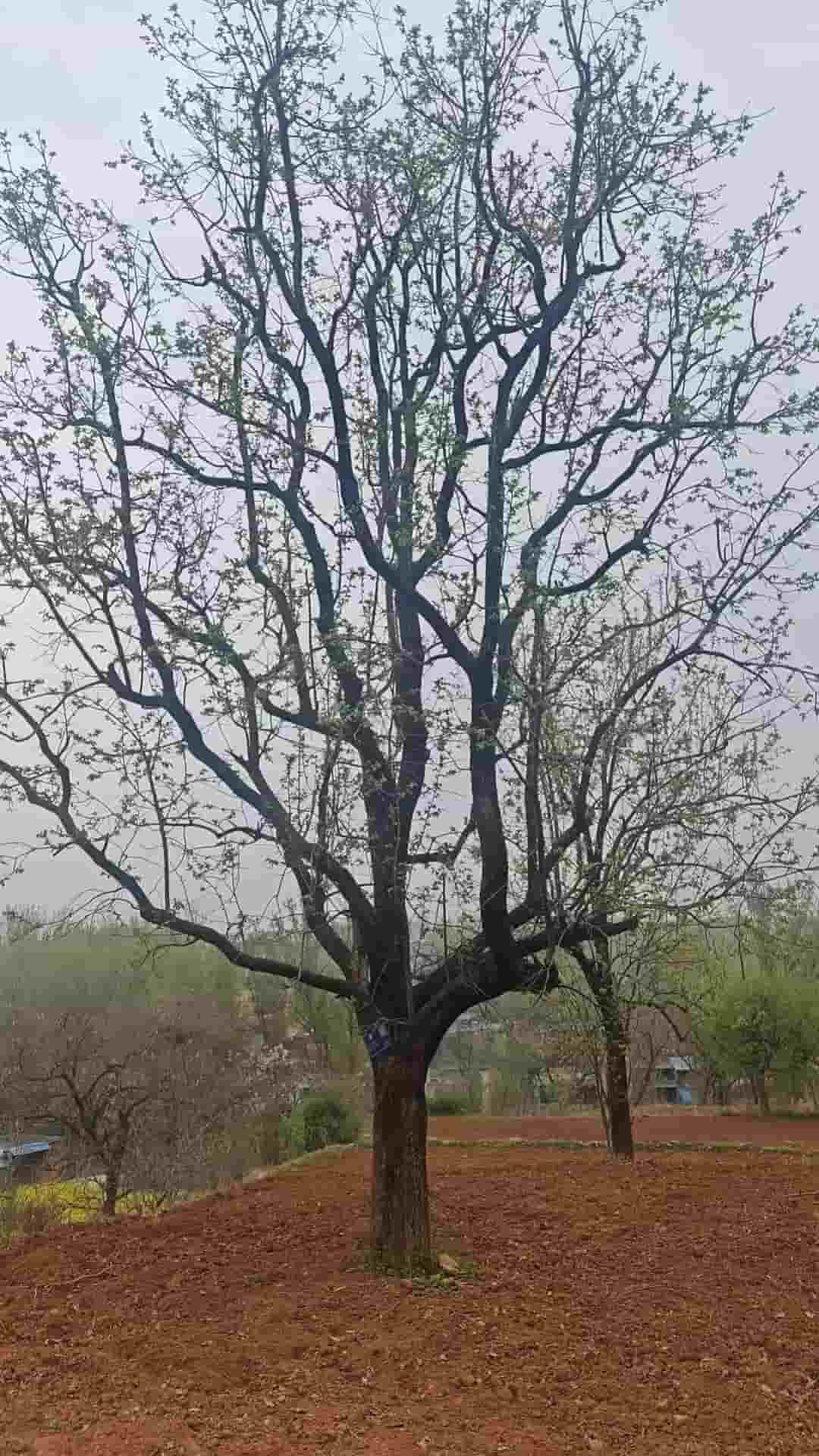 41032900157