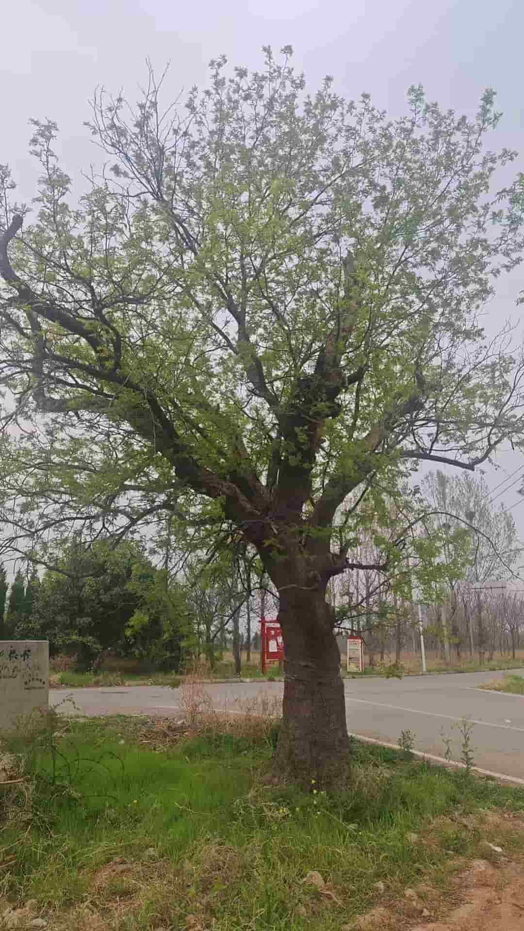 41032900164