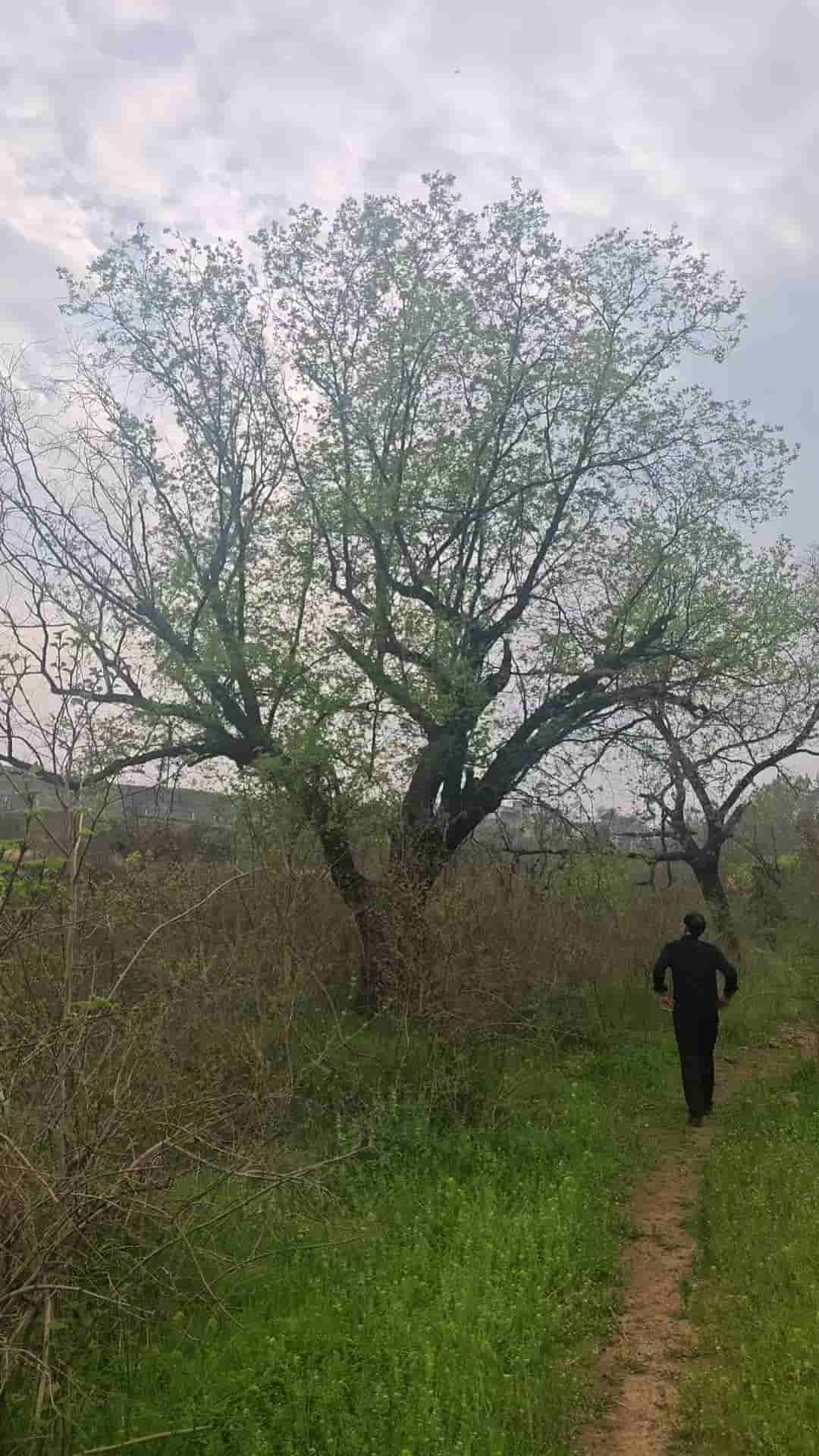 41032900169