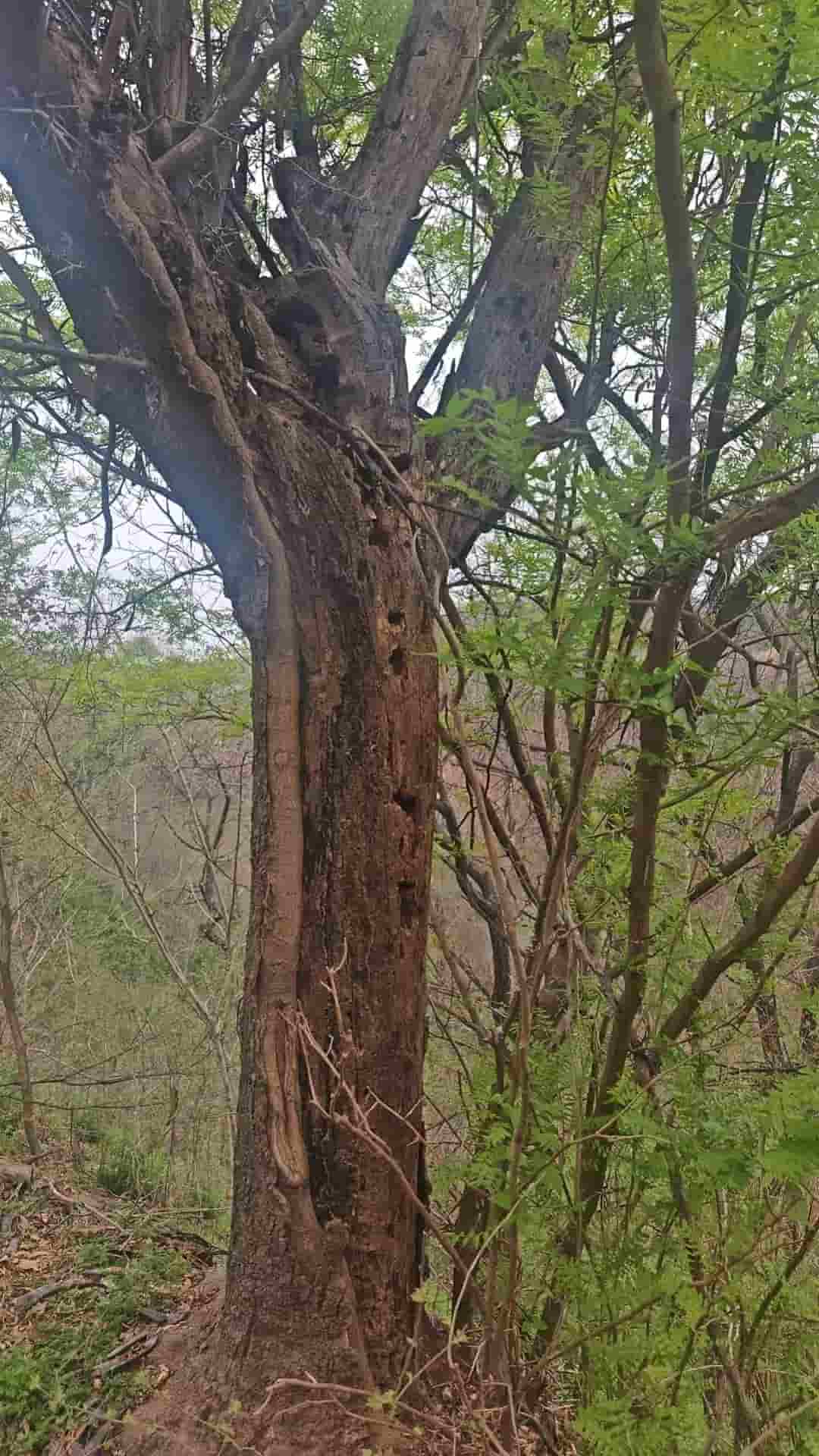 41032900172