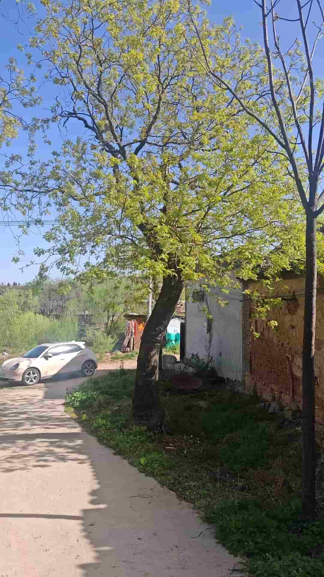 41032900175