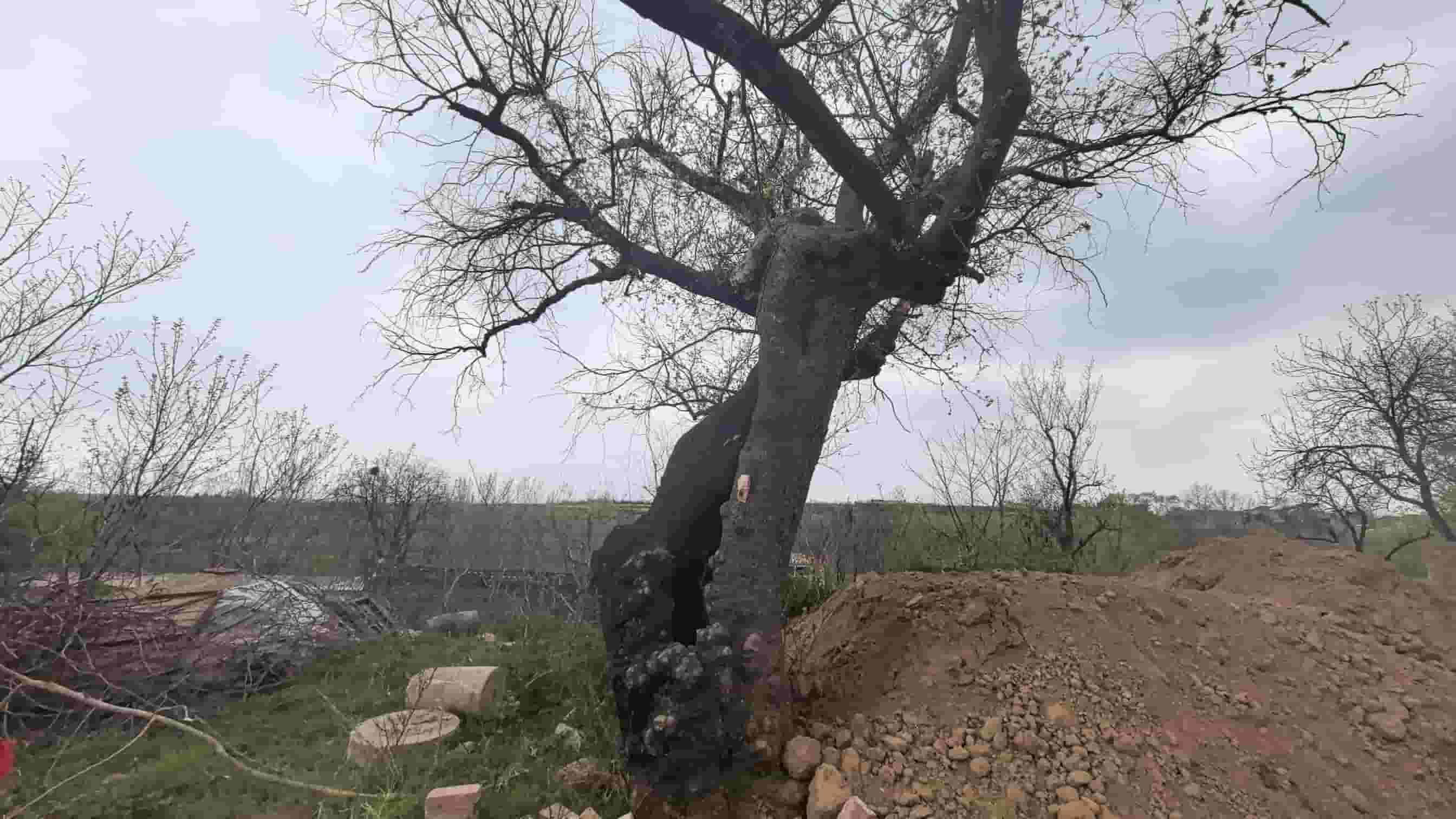 41032900183