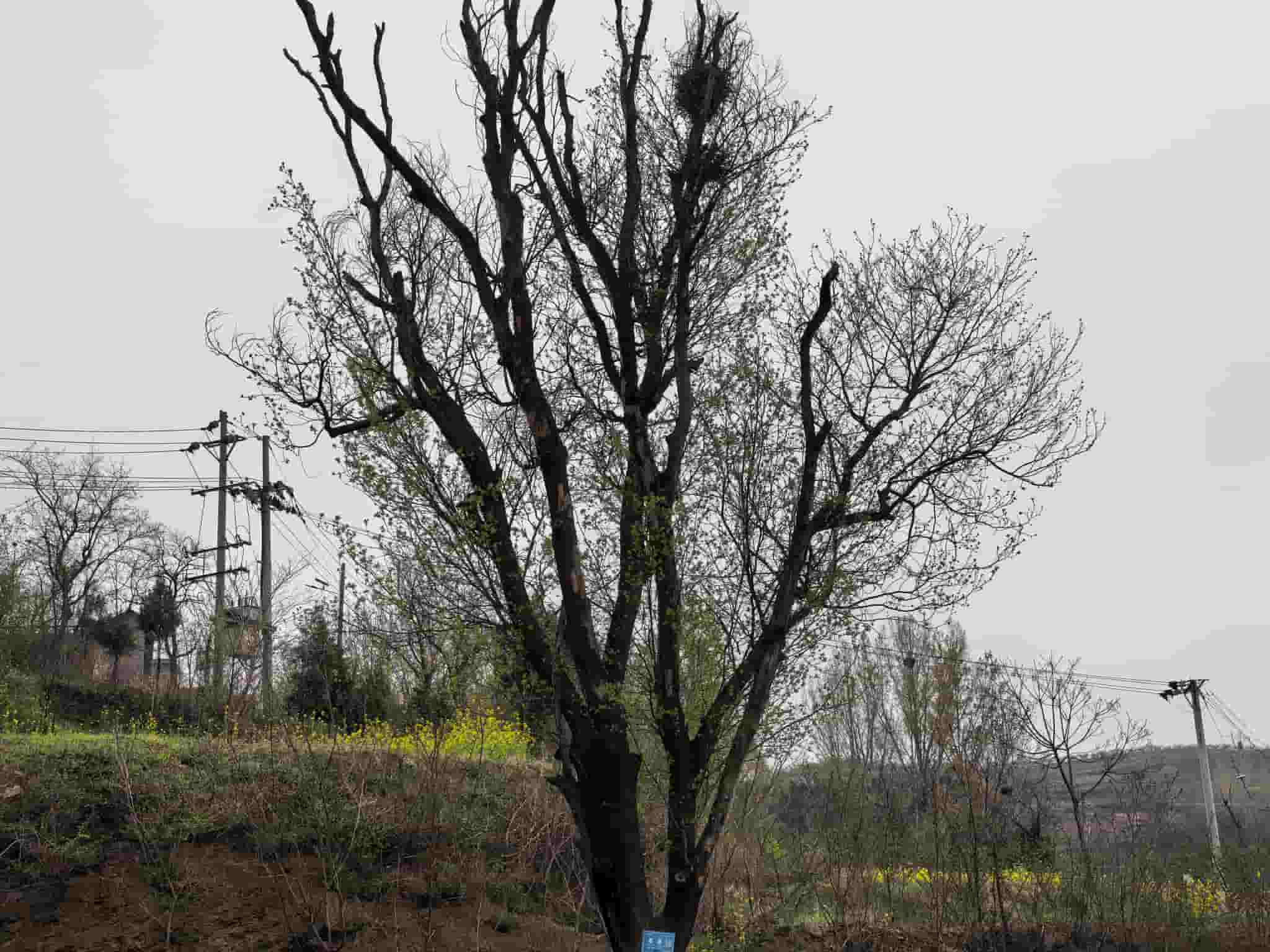 41032900255-2