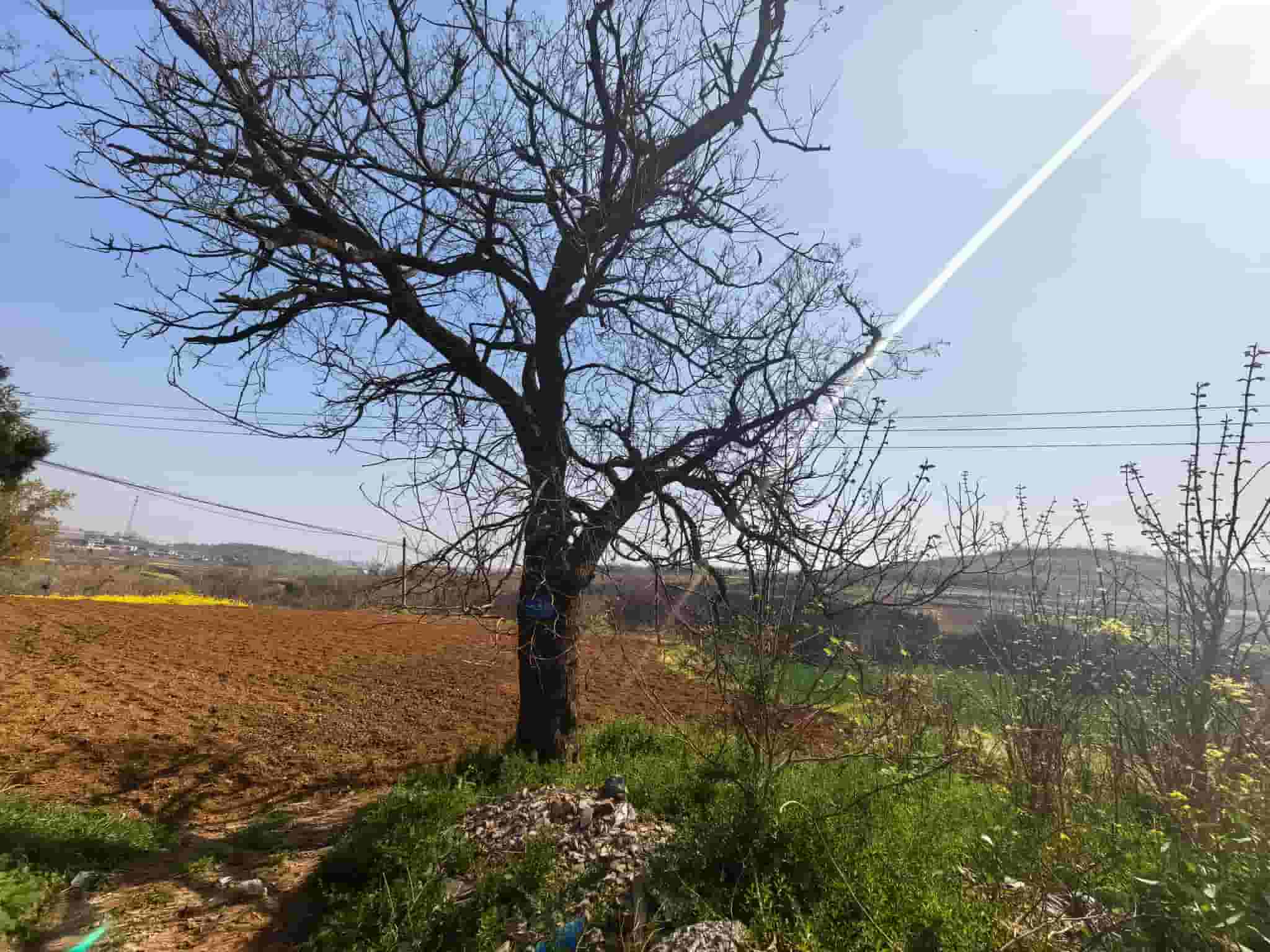 41032900259
