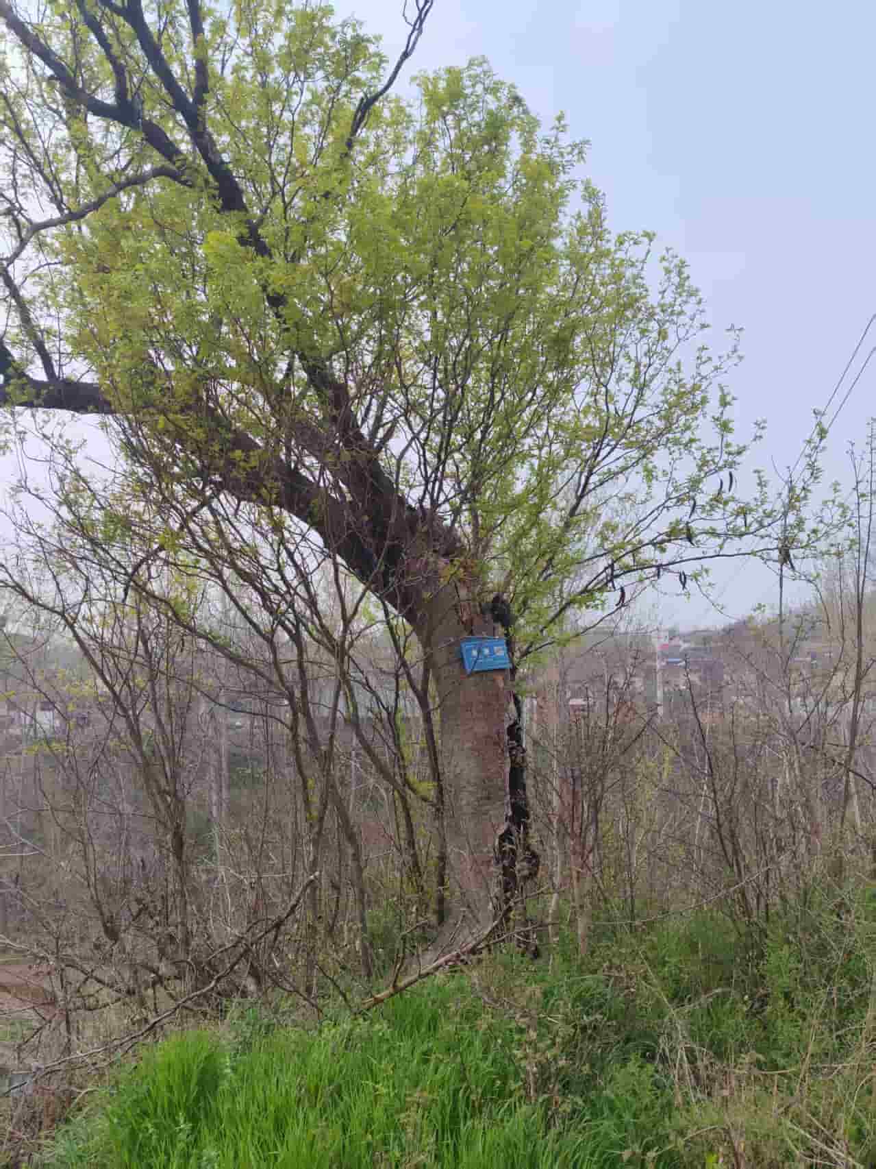 41032900325-2