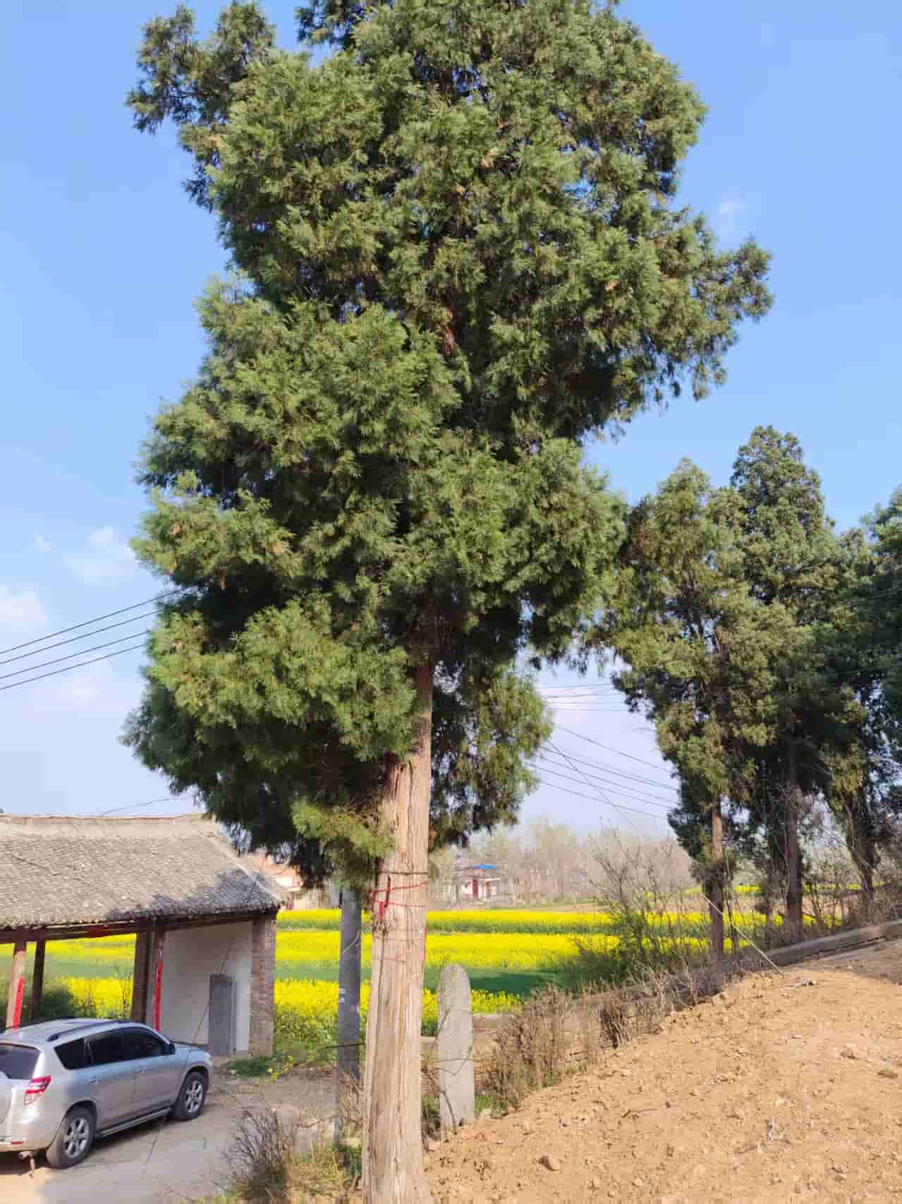41032900353