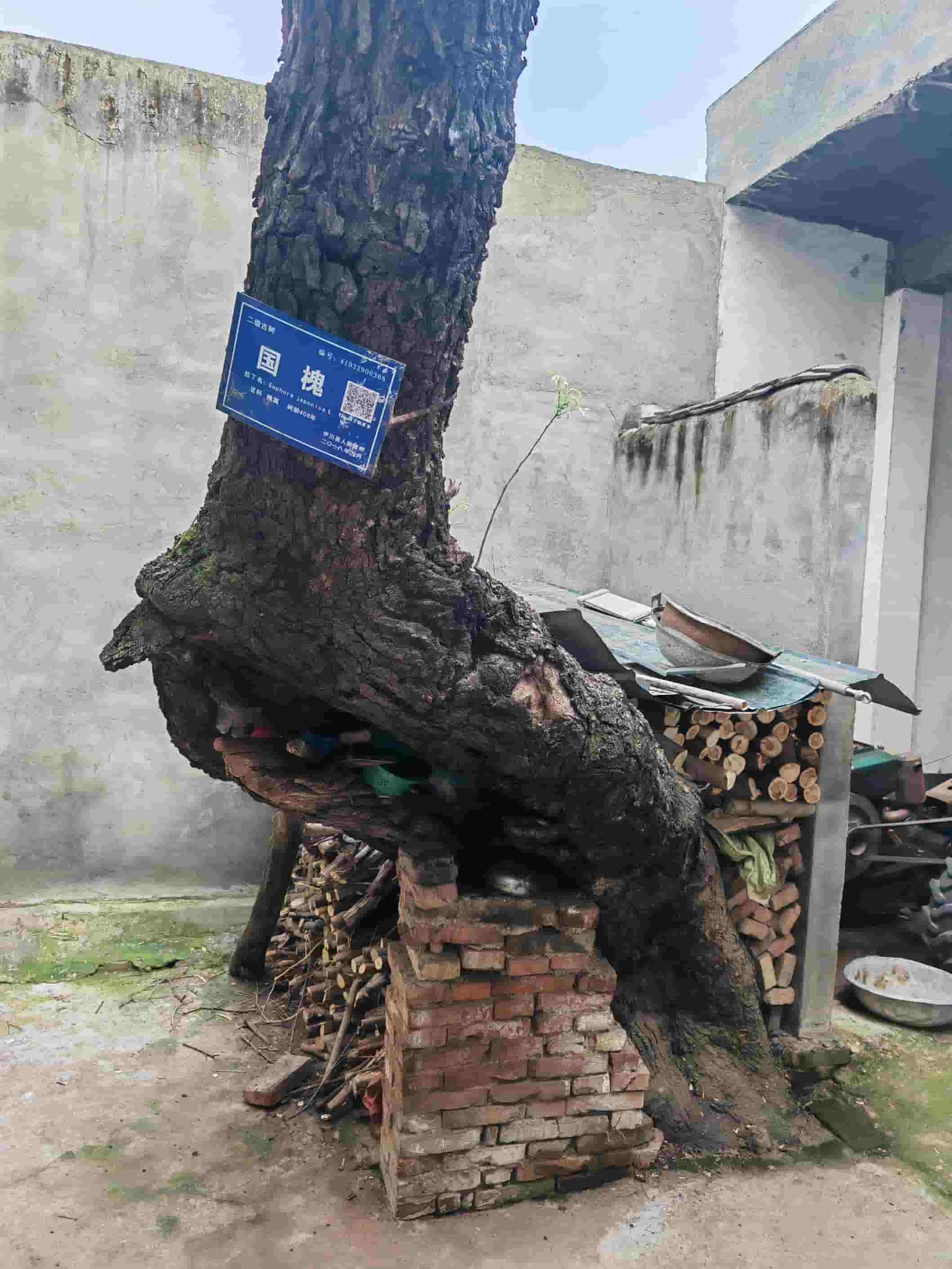 41032900368
