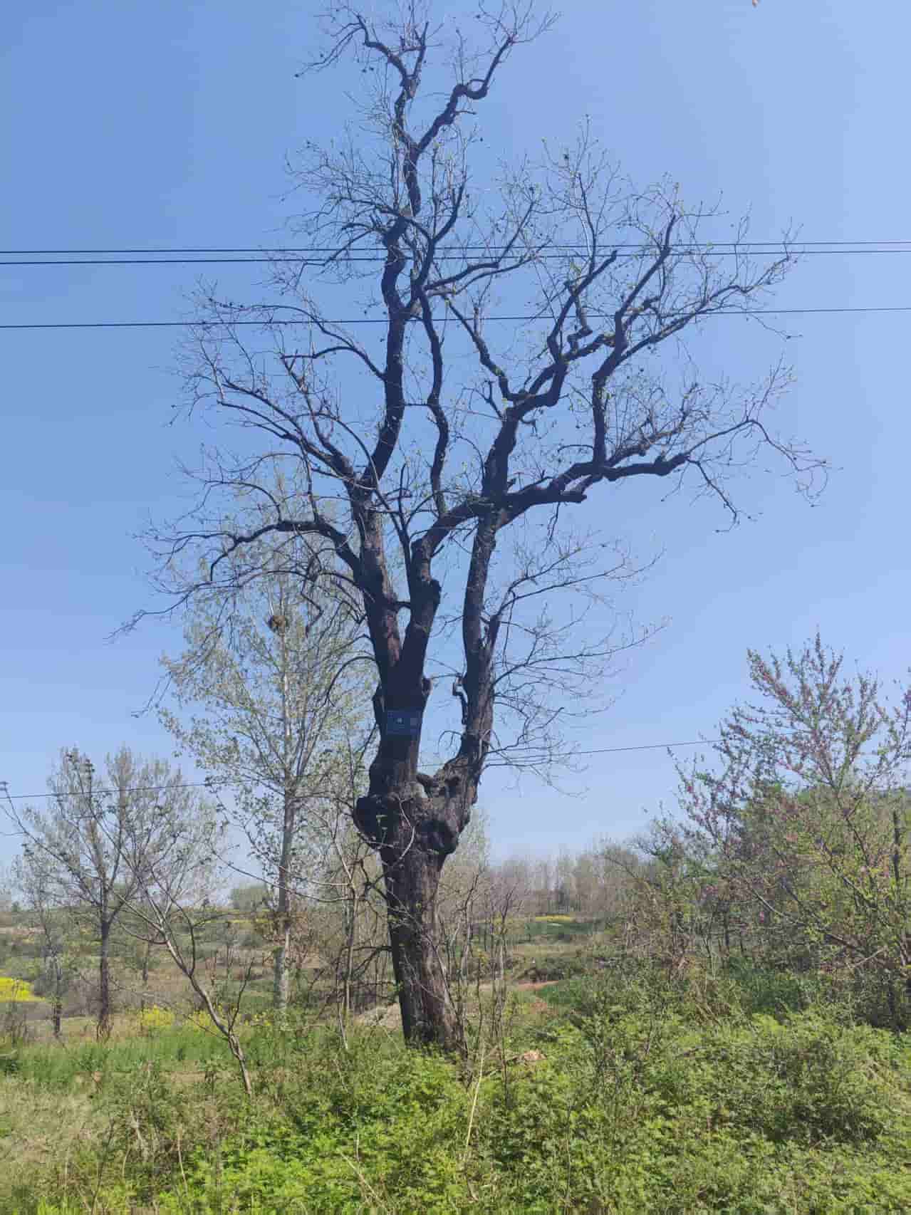 41032900380