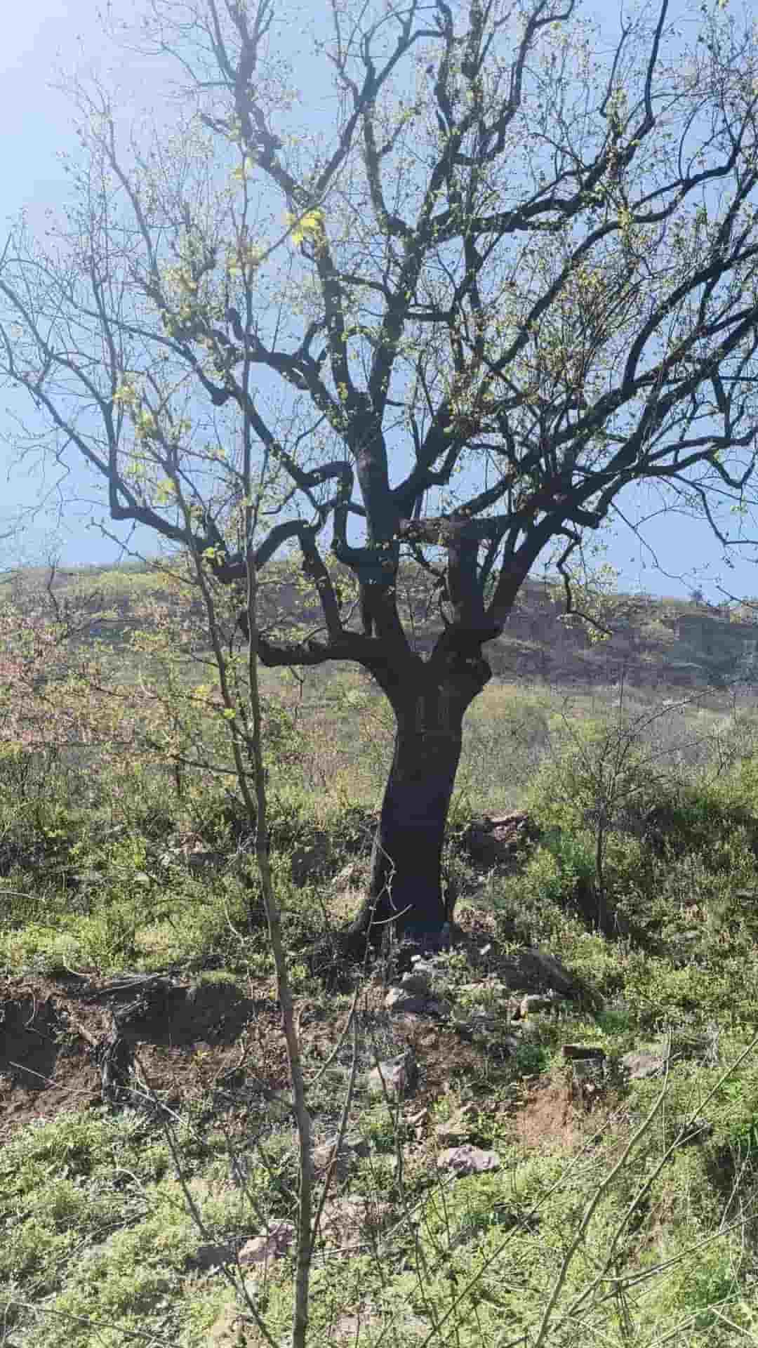 41032900396