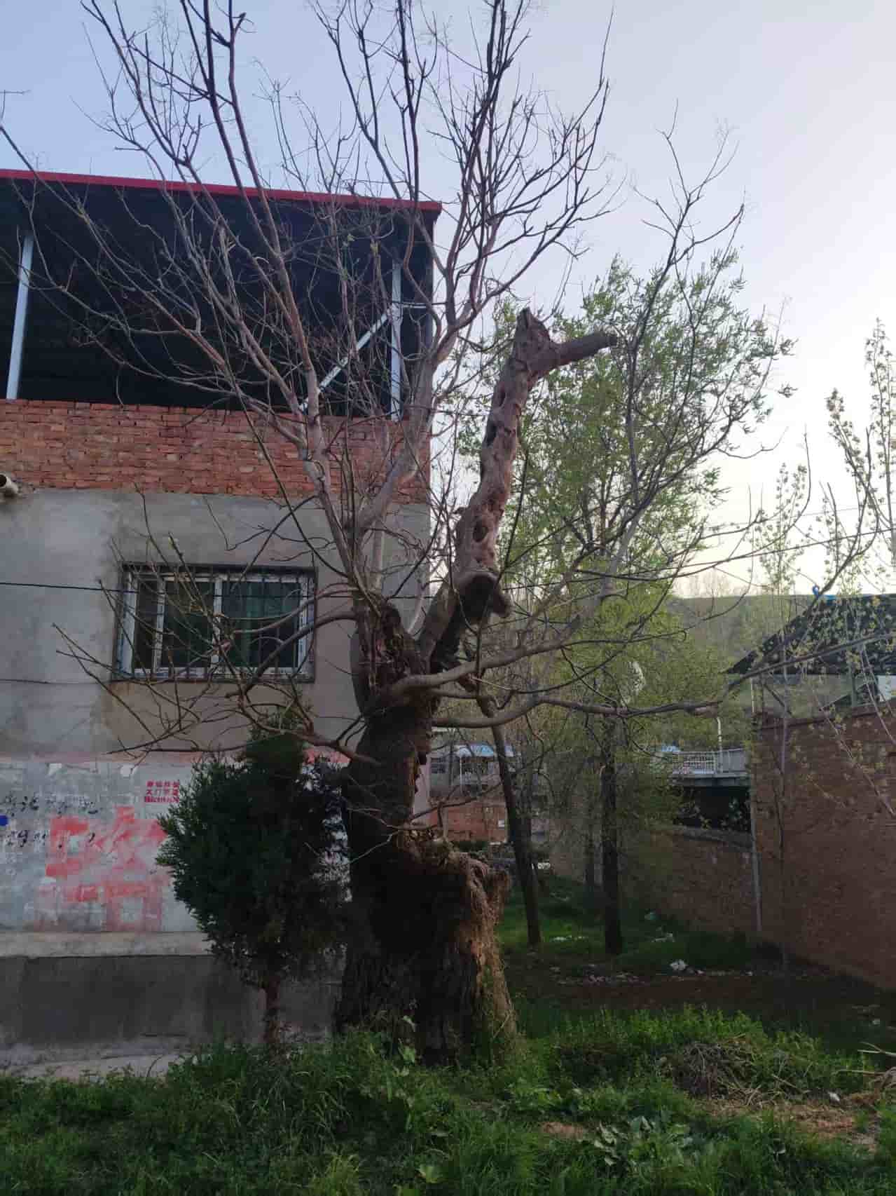 41032900416