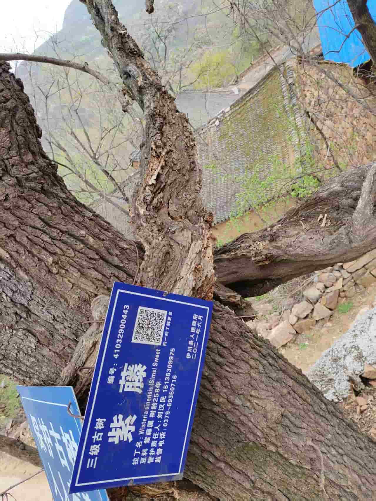 41032900443-2
