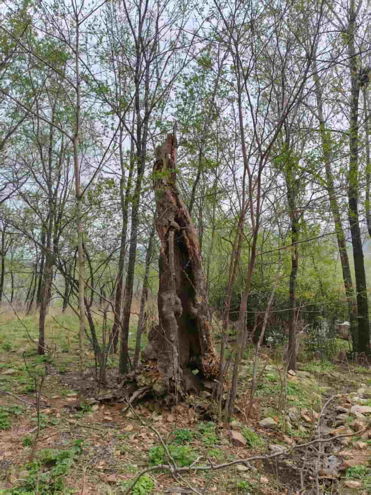 41032900446