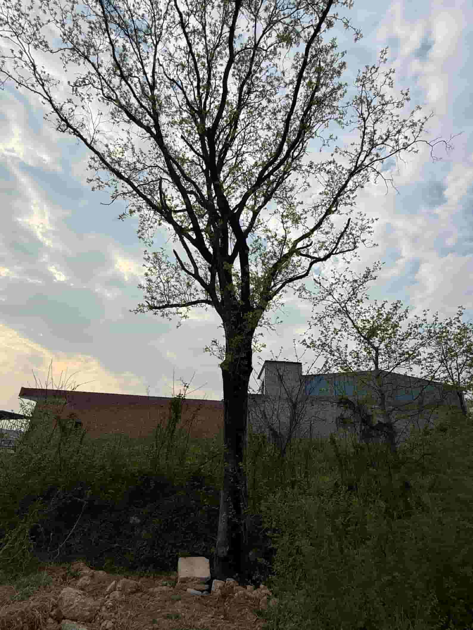 41032900524