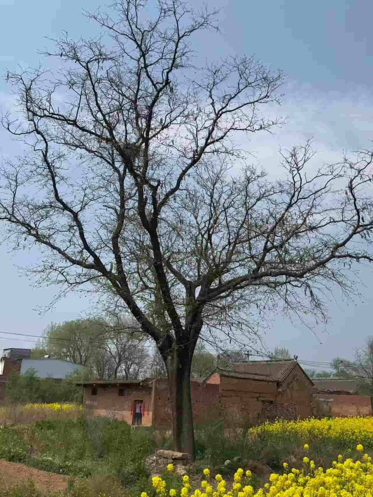 41032900558-3