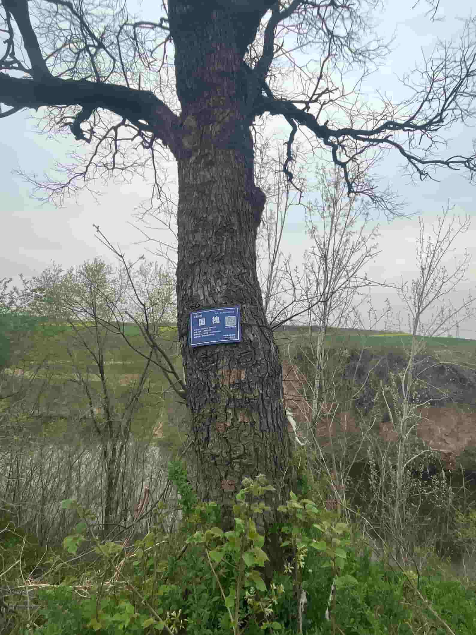 41032900612