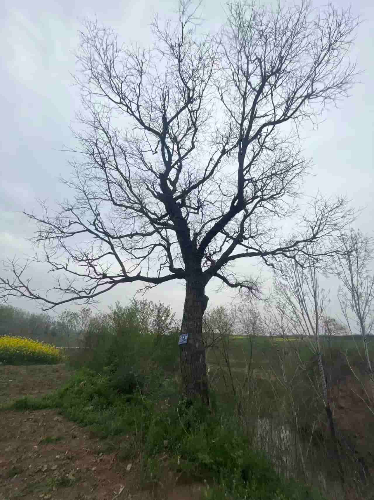 41032900612-2