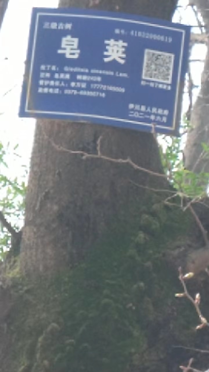 41032900619