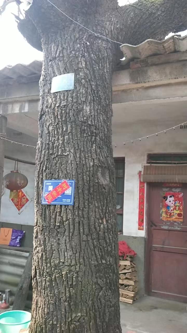 41032900620
