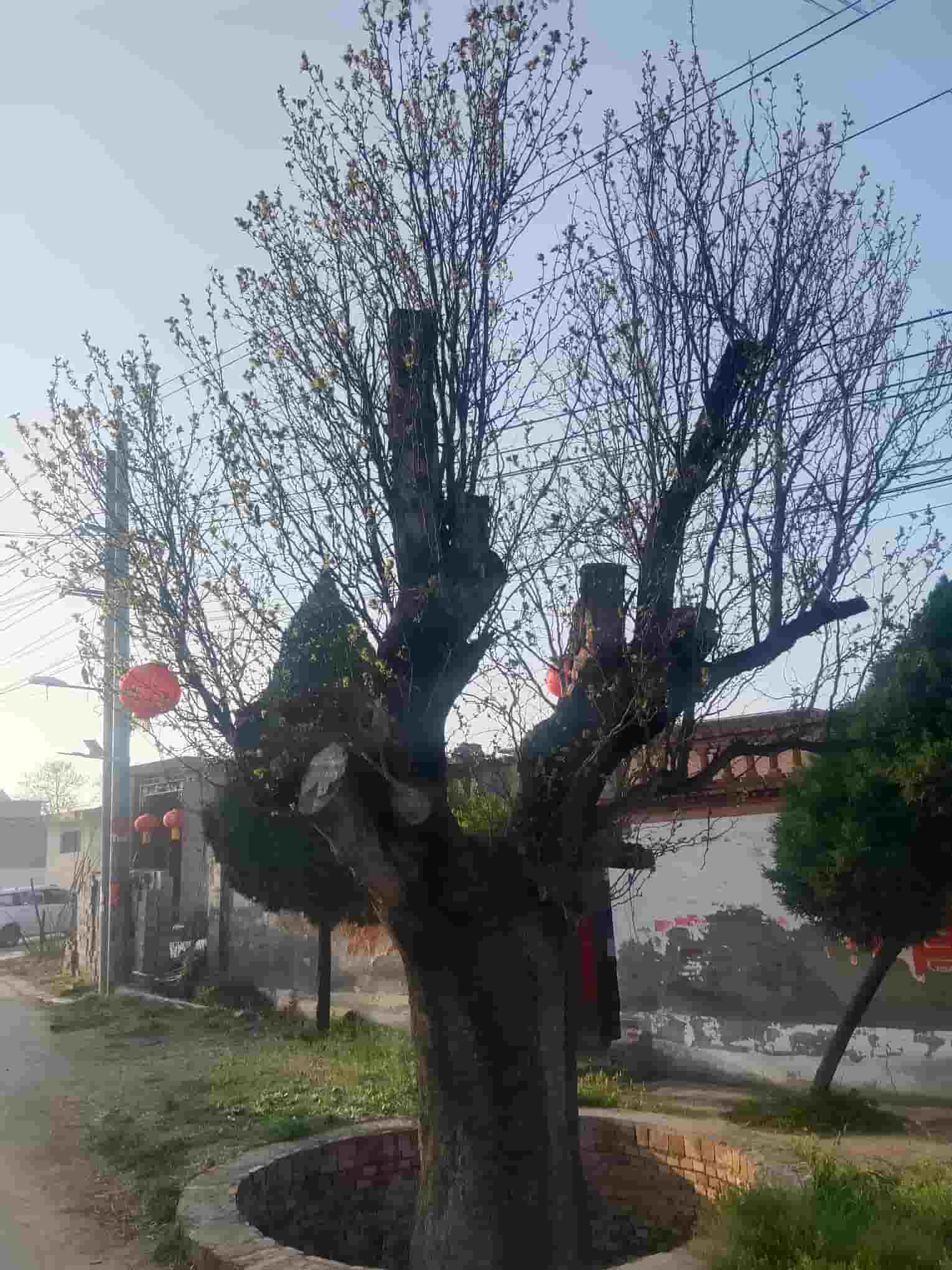 41032900657-2