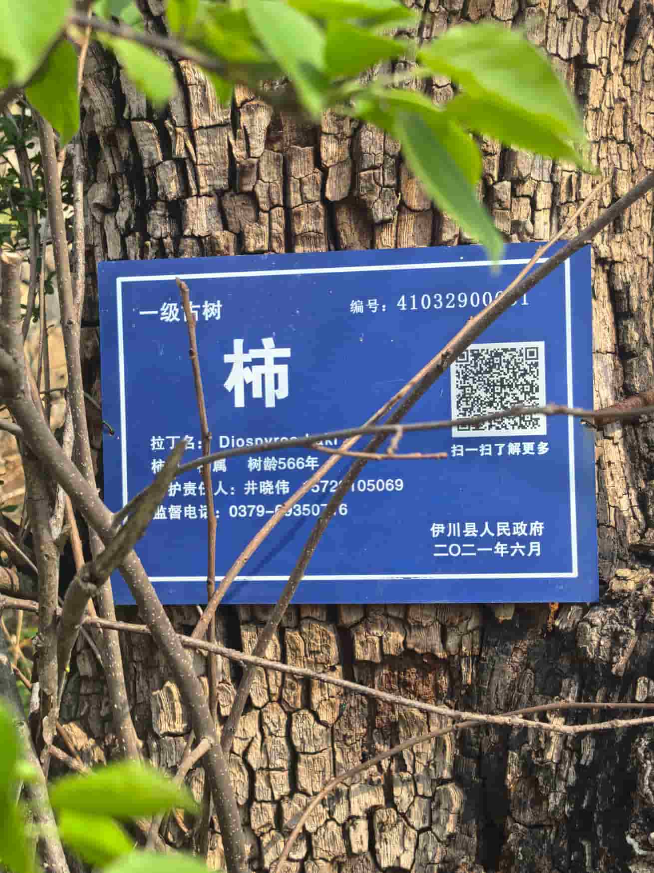 41032900661