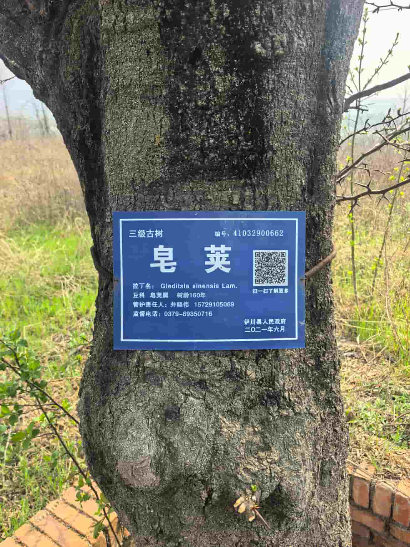 41032900662