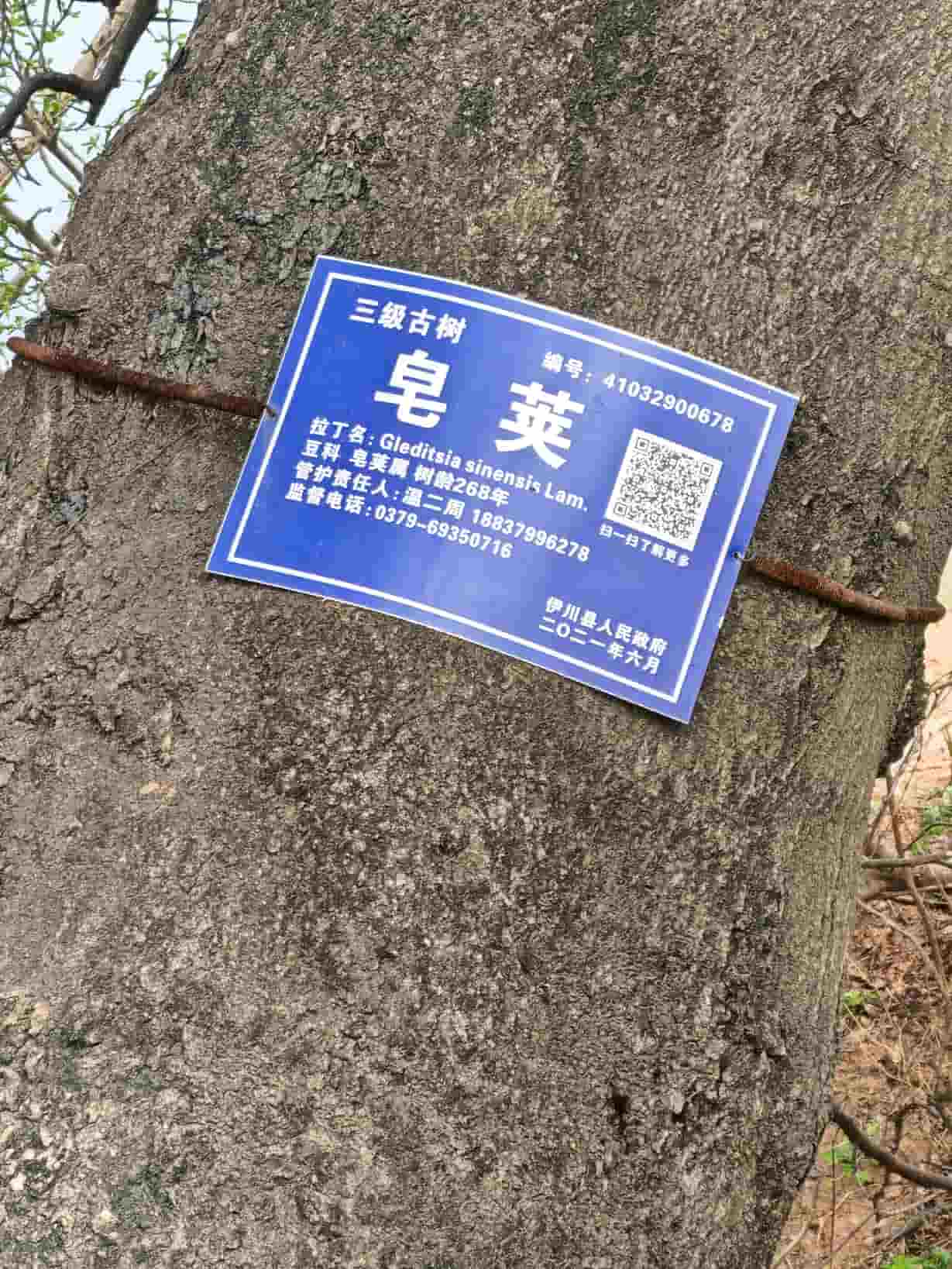41032900678