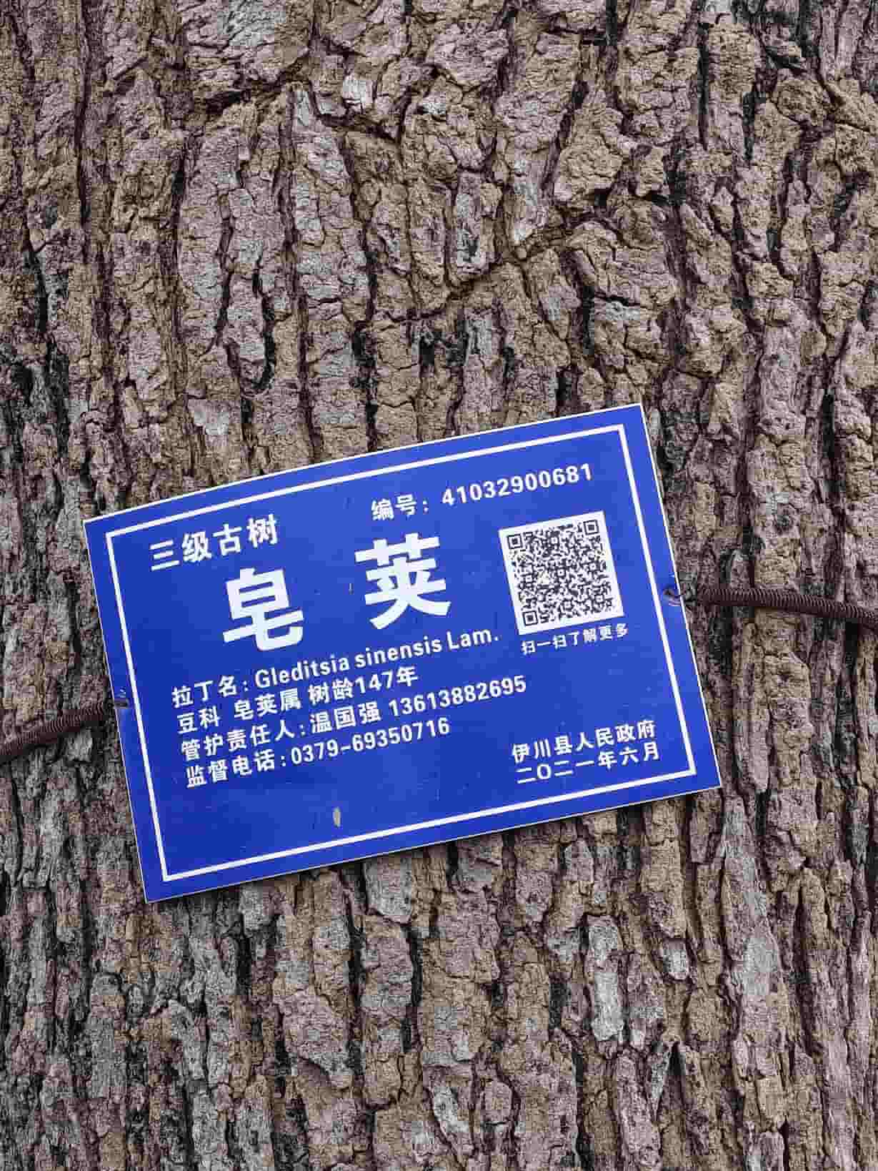 41032900681-6
