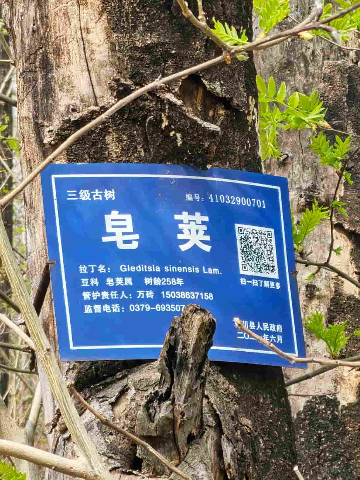 41032900701