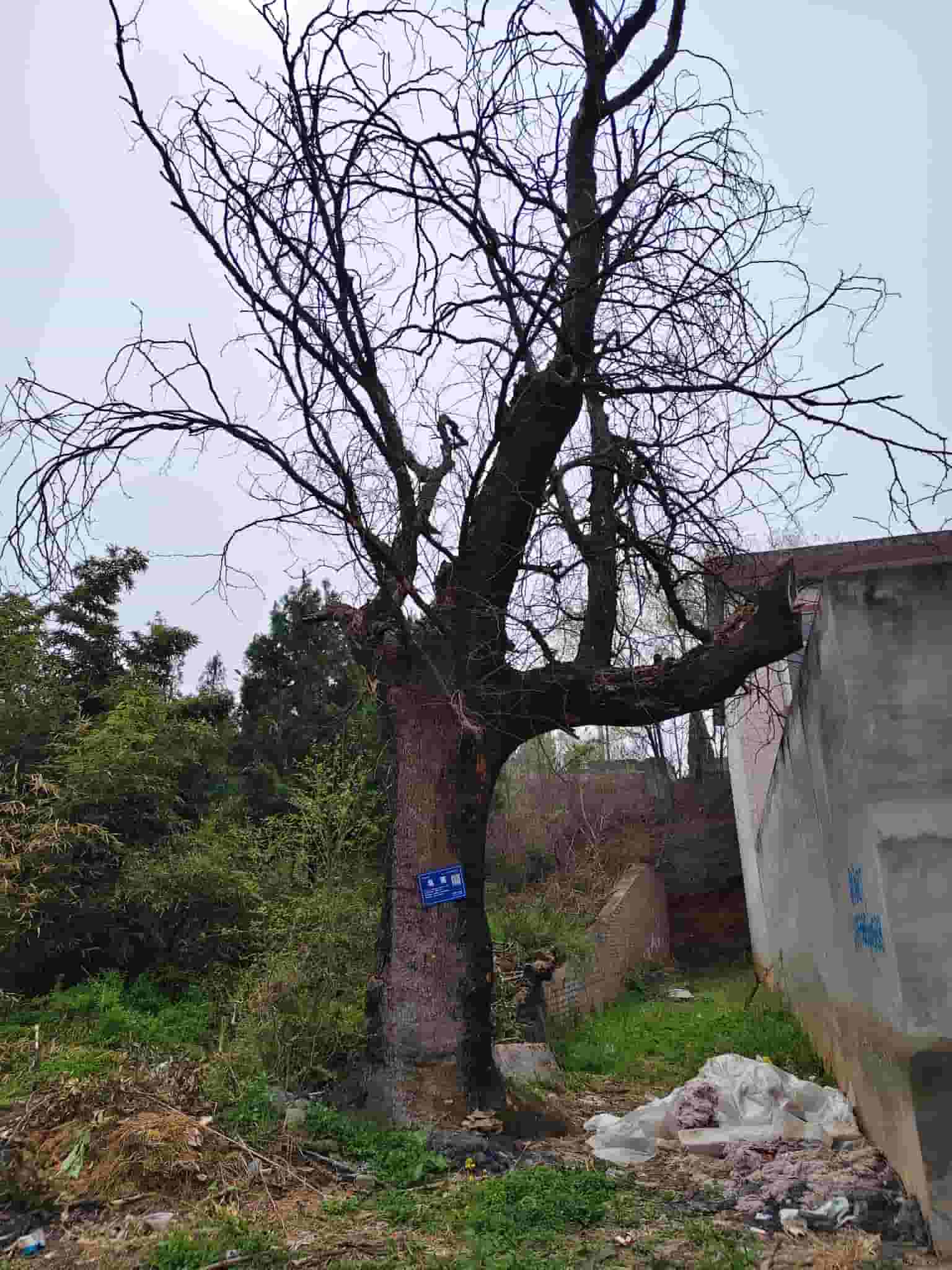 41032900720