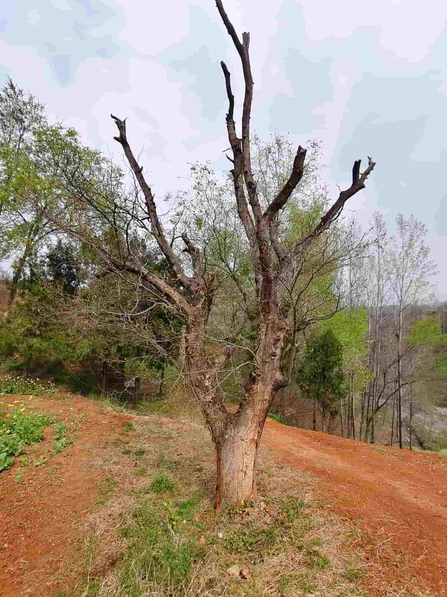 41032900741