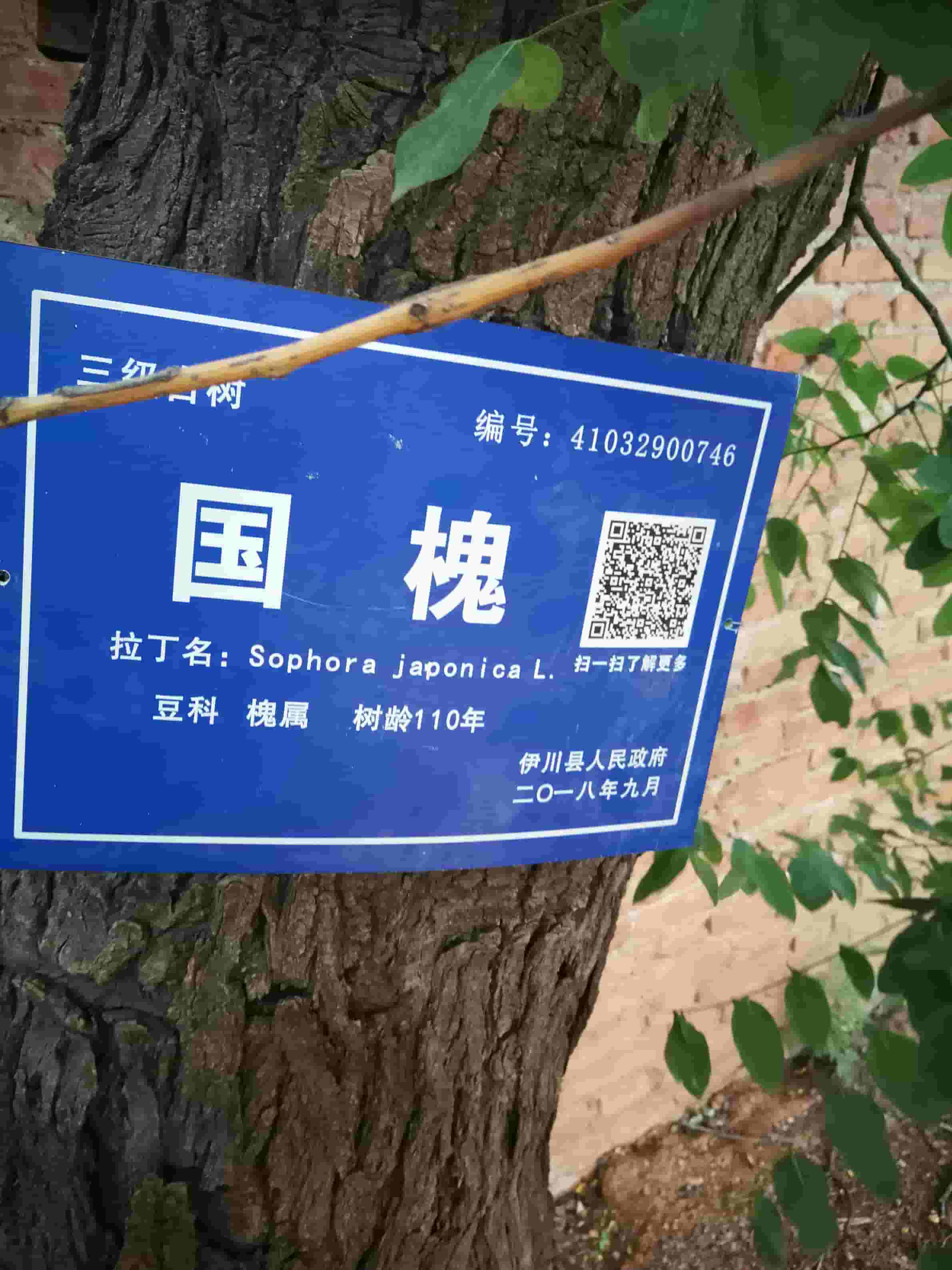41032900746-3