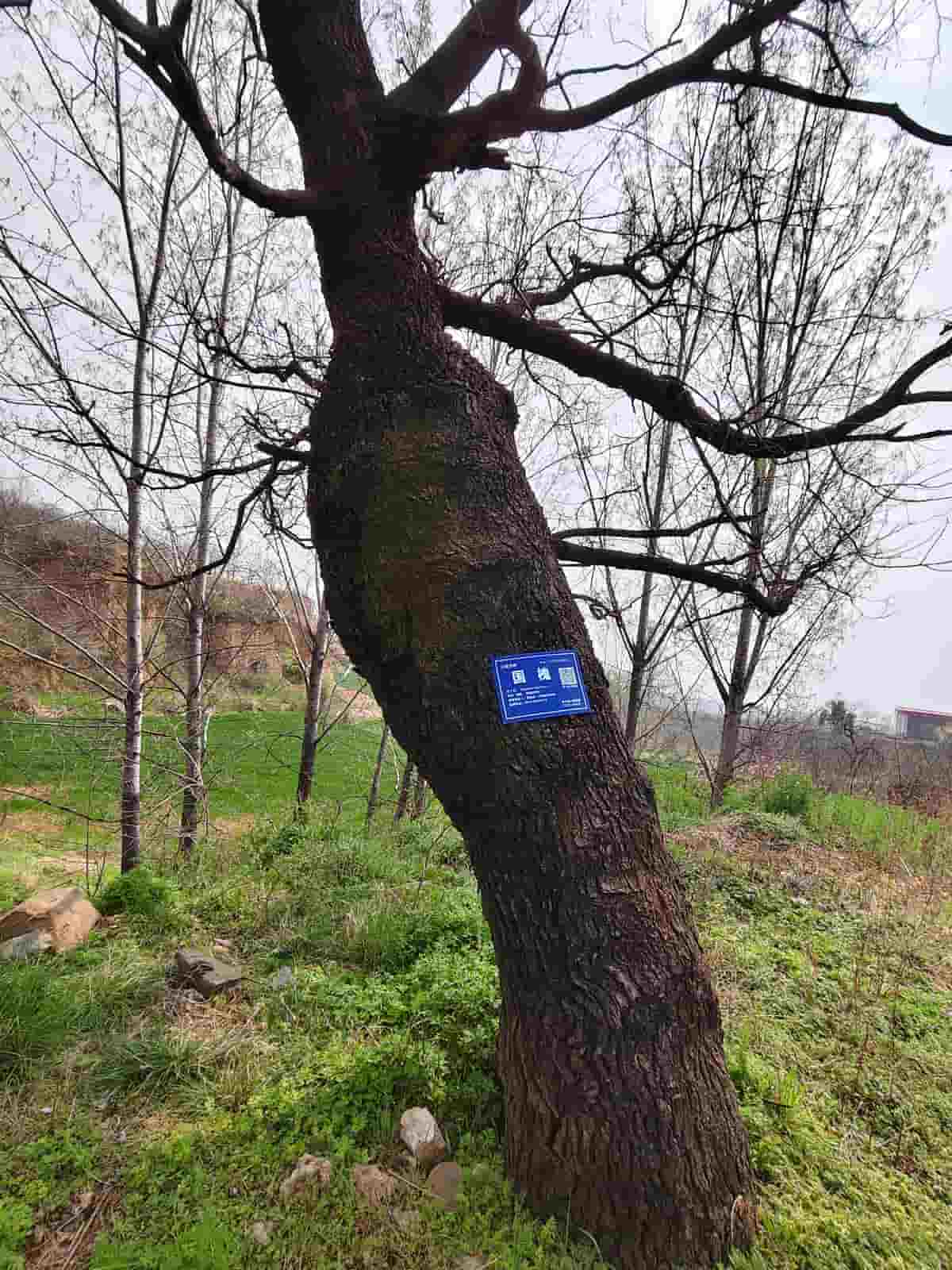 41032900755