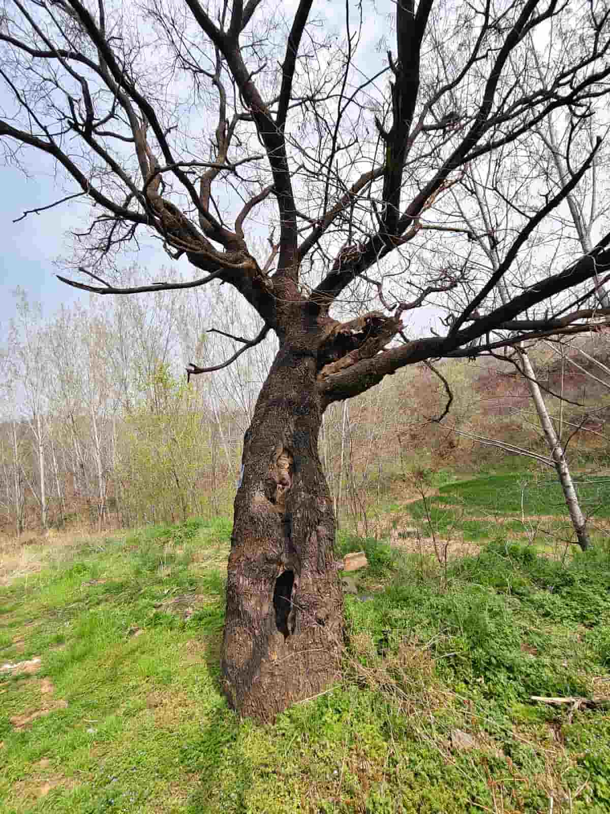 41032900755-4