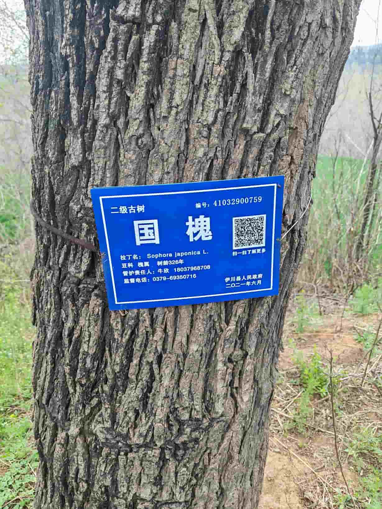 41032900759