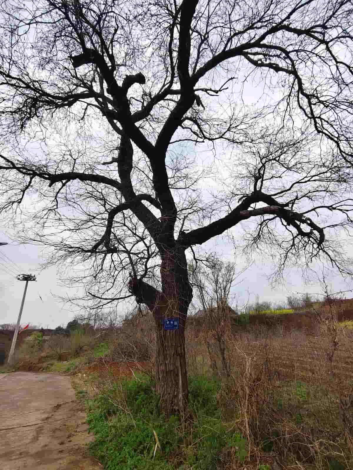 41032900763