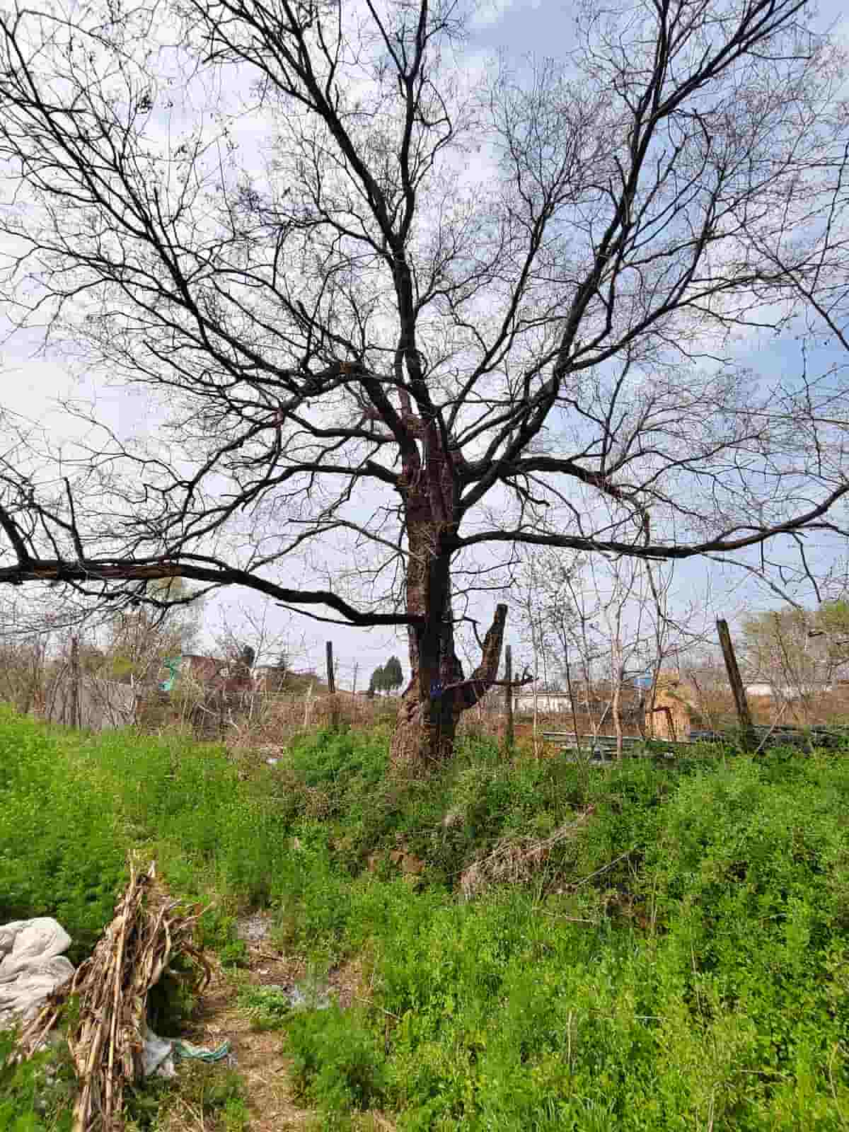 41032900765