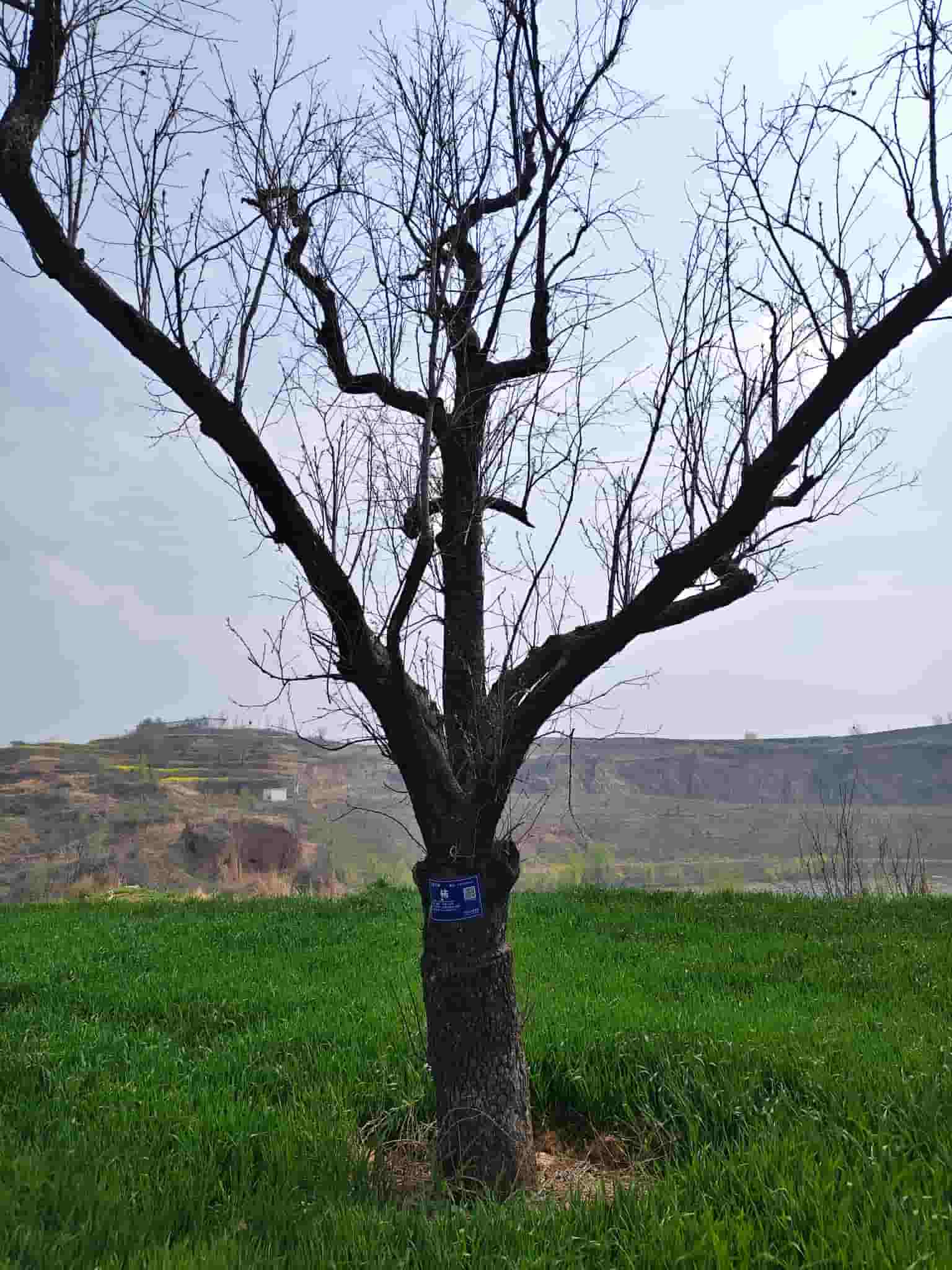 41032900771