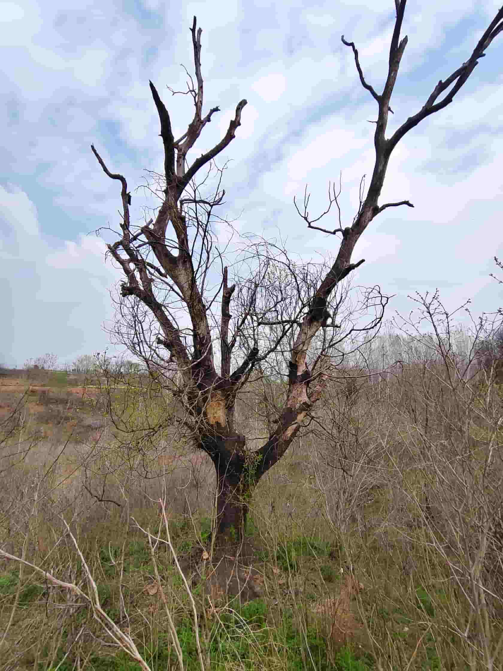 41032900779